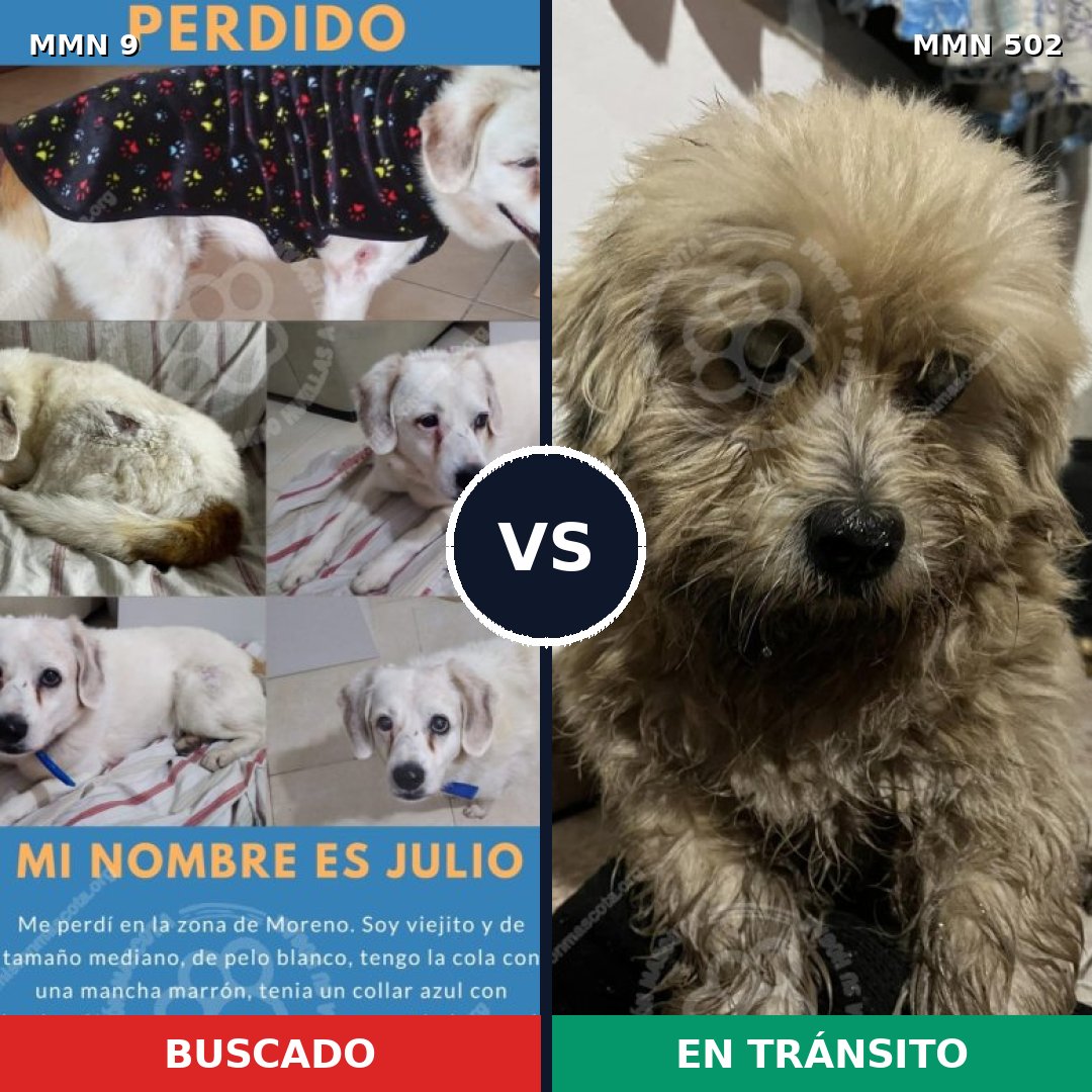 Comparativa MMS 463: mascota perdida y mascota encontrada, 66% de similitud