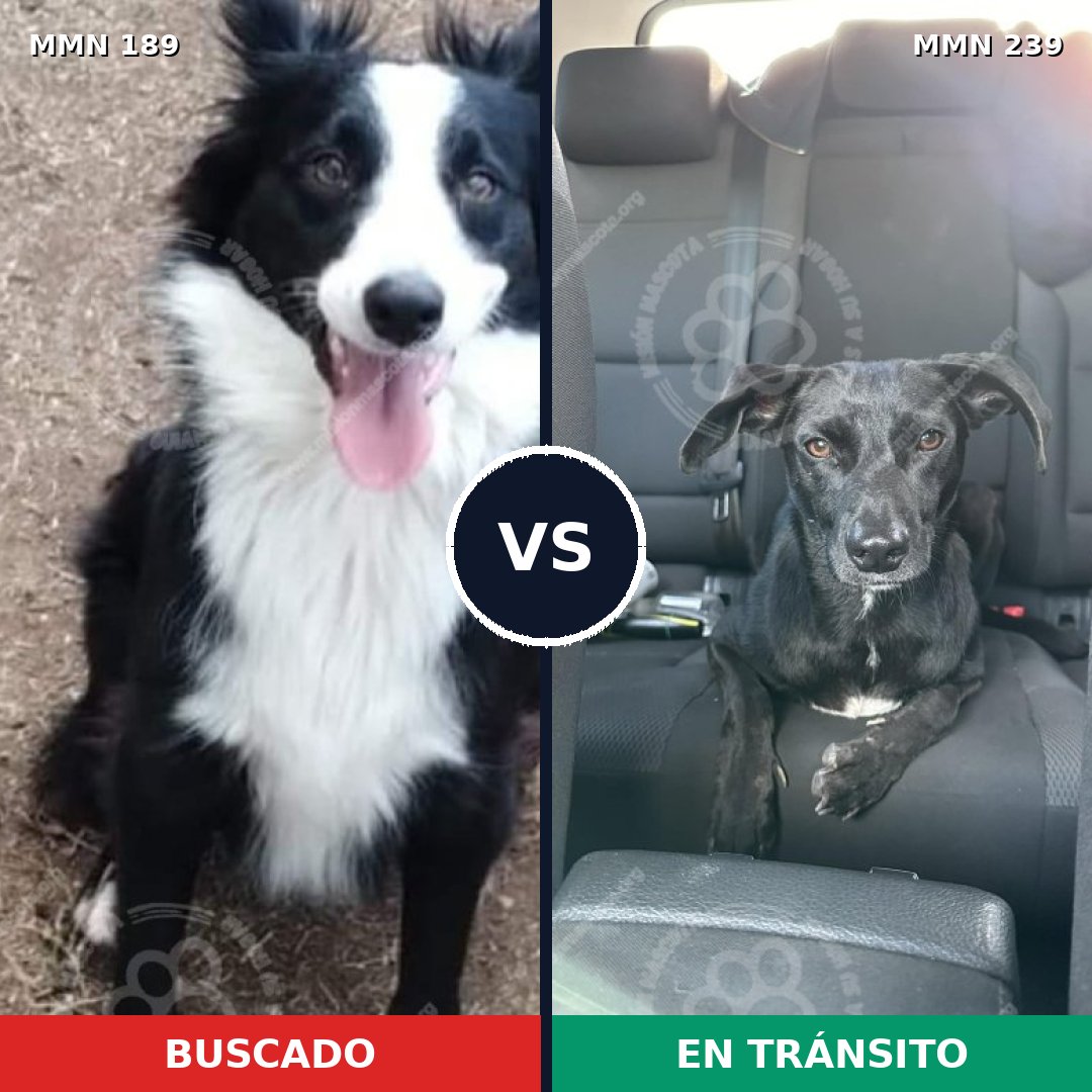 Comparativa MMS 4630: mascota perdida y mascota encontrada, 78% de similitud