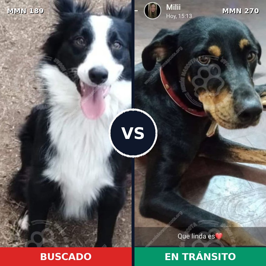 Comparativa MMS 4631: mascota perdida y mascota encontrada, 64% de similitud