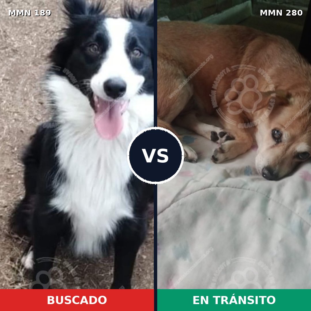 Comparativa MMS 4632: mascota perdida y mascota encontrada, 26% de similitud