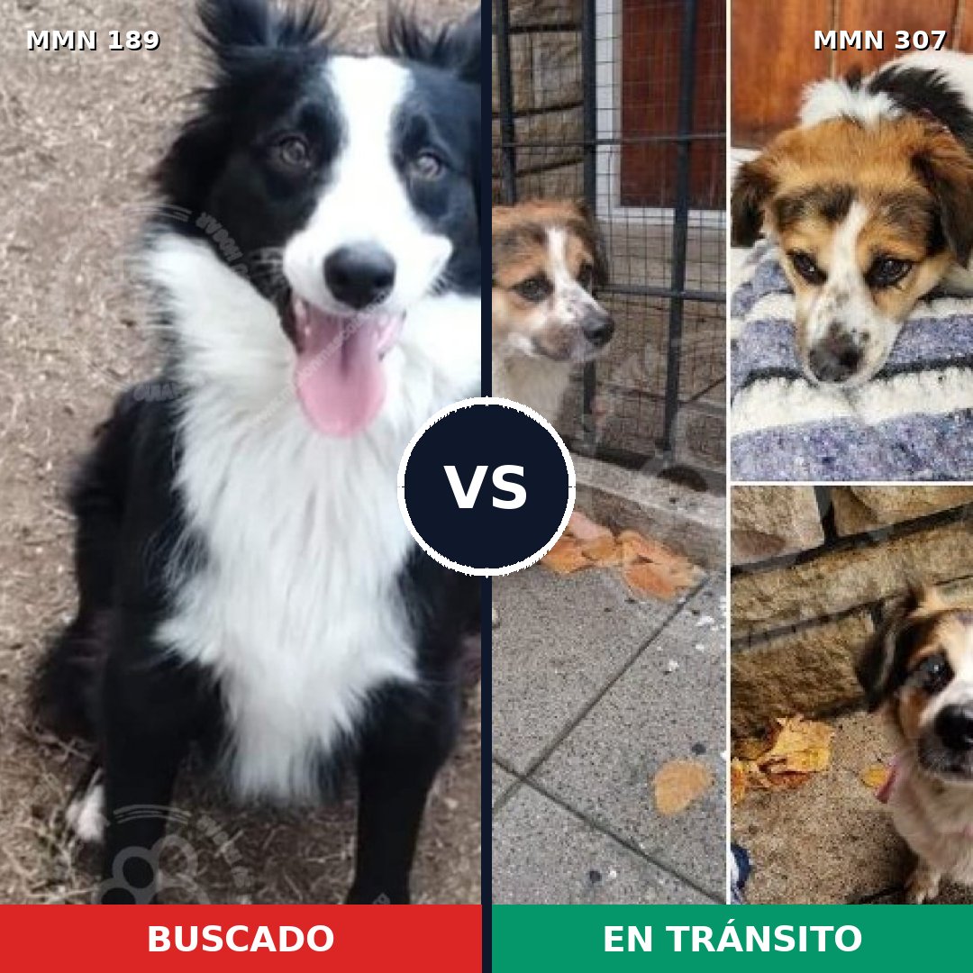 Comparativa MMS 4633: mascota perdida y mascota encontrada, 62% de similitud