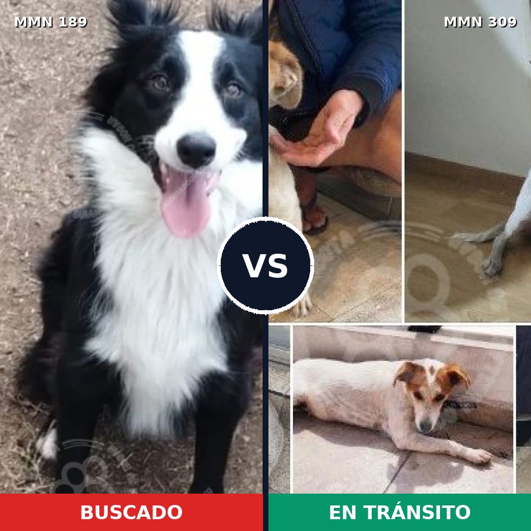 Comparativa MMS 4634: mascota perdida y mascota encontrada, 68% de similitud