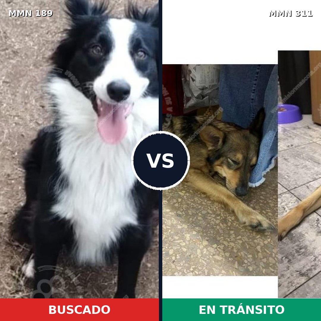 Comparativa MMS 4635: mascota perdida y mascota encontrada, 63% de similitud