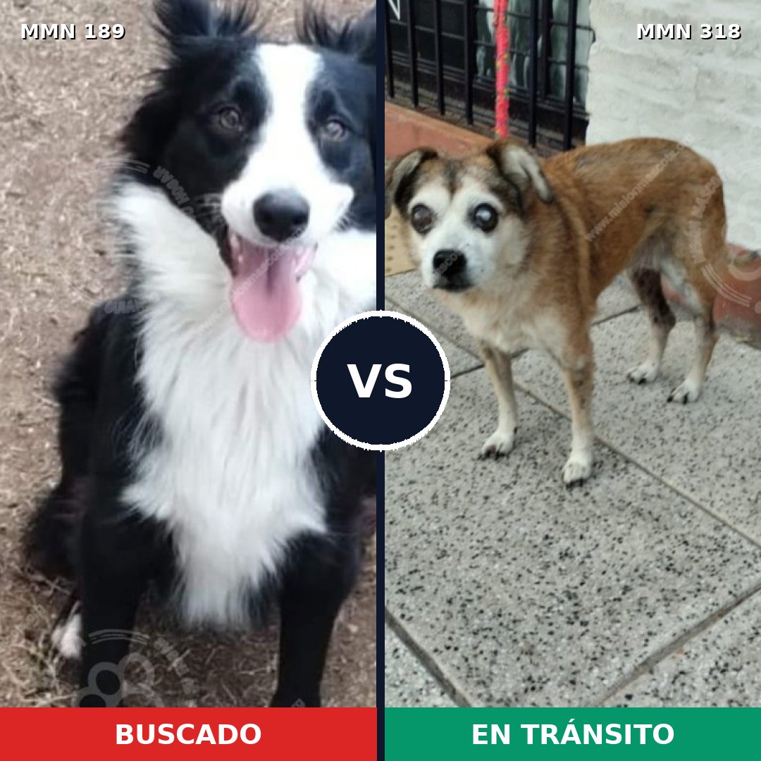 Comparativa MMS 4636: mascota perdida y mascota encontrada, 22% de similitud