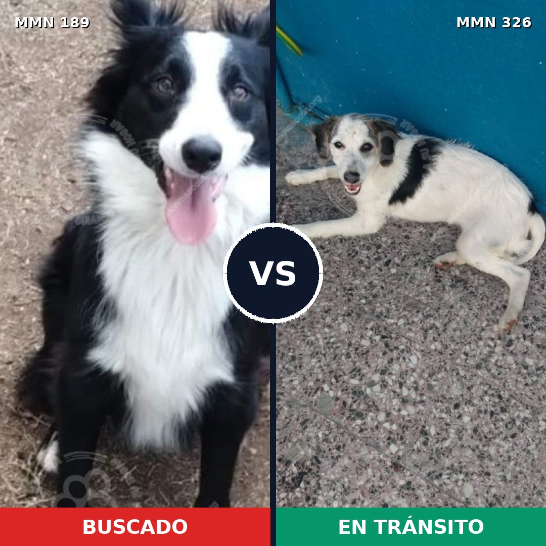 Comparativa MMS 4638: mascota perdida y mascota encontrada, 74% de similitud