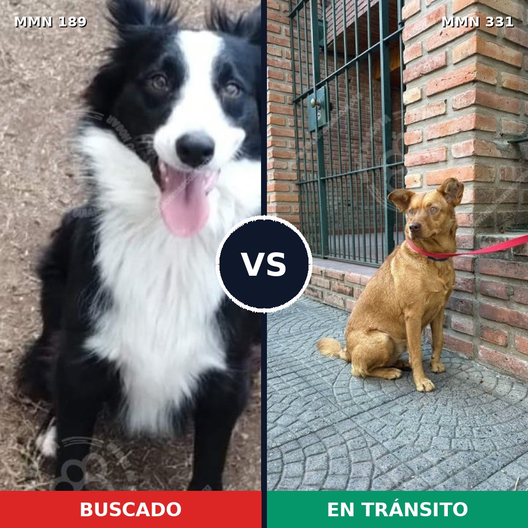 Comparativa MMS 4639: mascota perdida y mascota encontrada, 45% de similitud