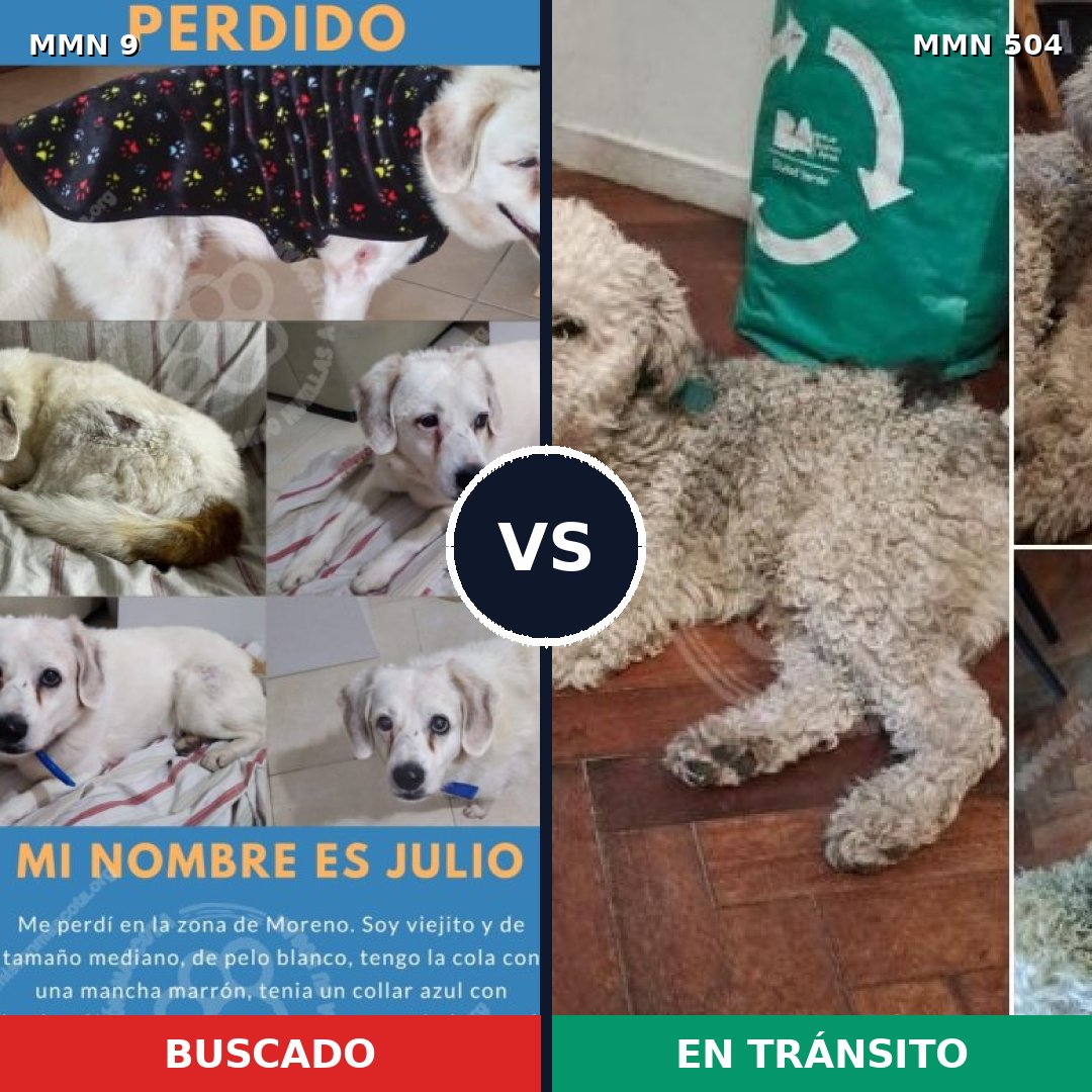 Comparativa MMS 464: mascota perdida y mascota encontrada, 52% de similitud