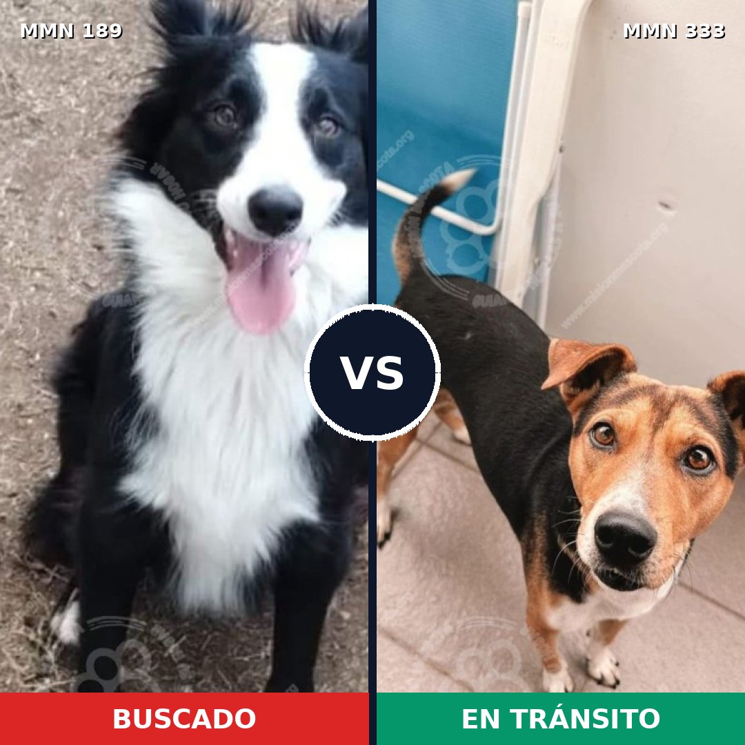 Comparativa MMS 4640: mascota perdida y mascota encontrada, 57% de similitud