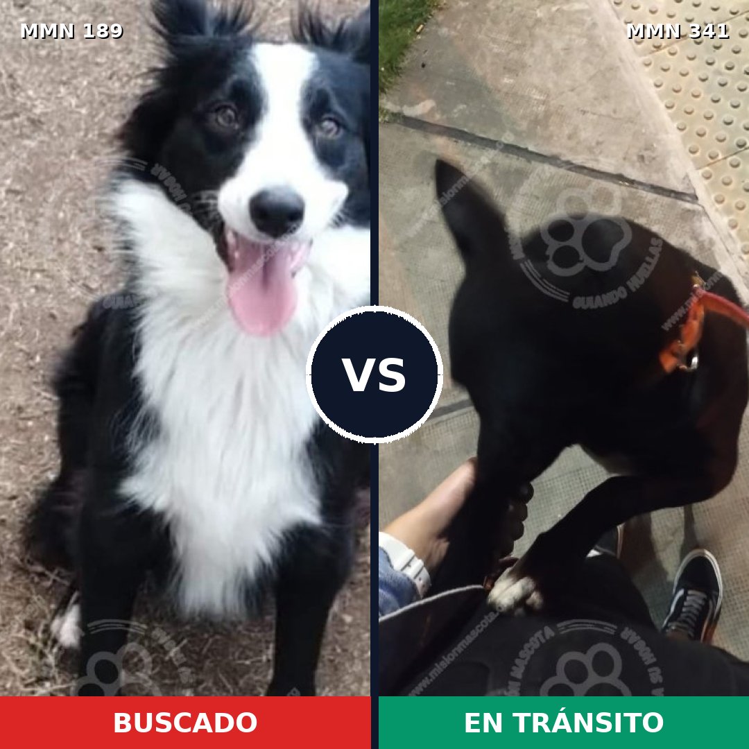 Comparativa MMS 4641: mascota perdida y mascota encontrada, 64% de similitud