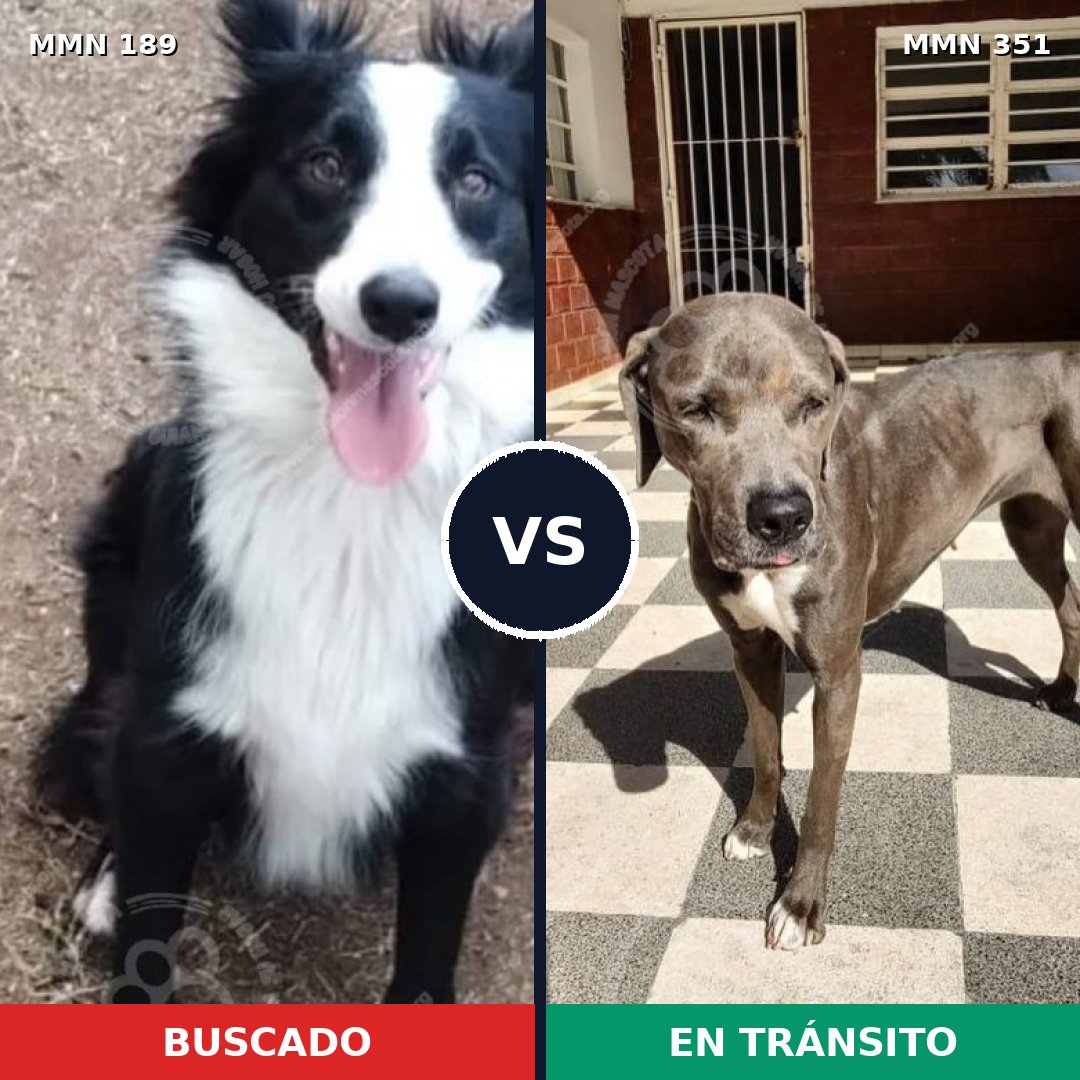 Comparativa MMS 4642: mascota perdida y mascota encontrada, 22% de similitud