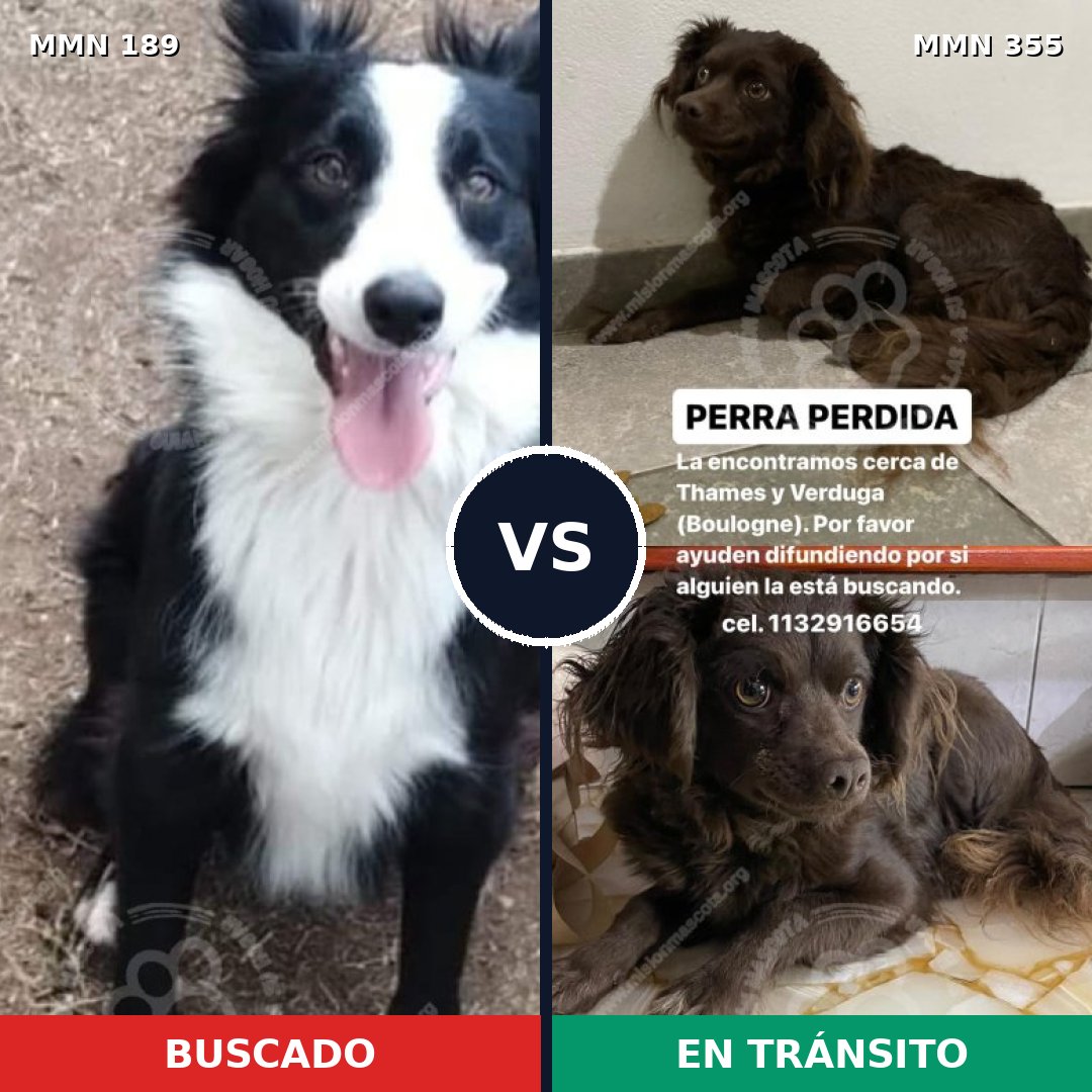 Comparativa MMS 4643: mascota perdida y mascota encontrada, 48% de similitud