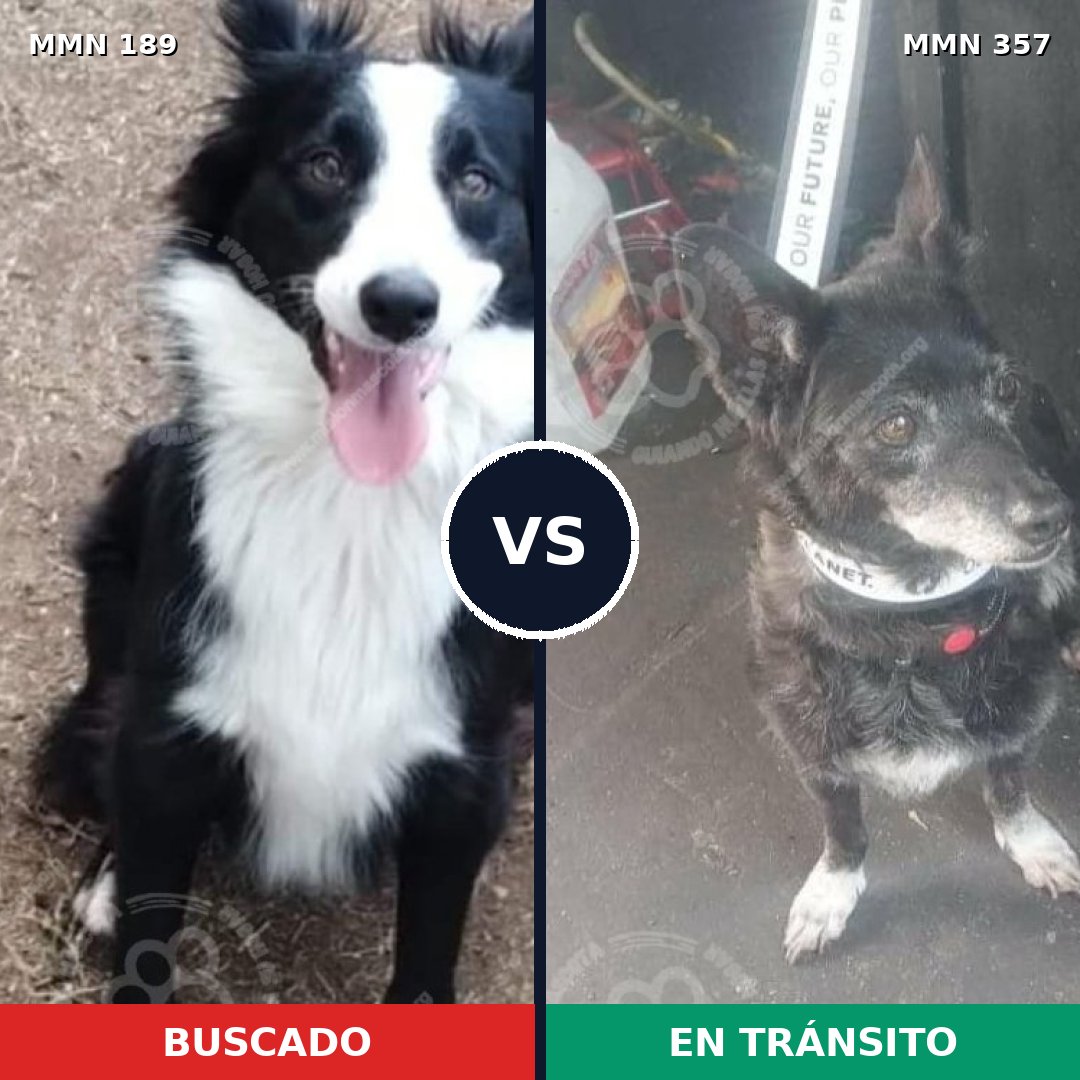 Comparativa MMS 4644: mascota perdida y mascota encontrada, 84% de similitud