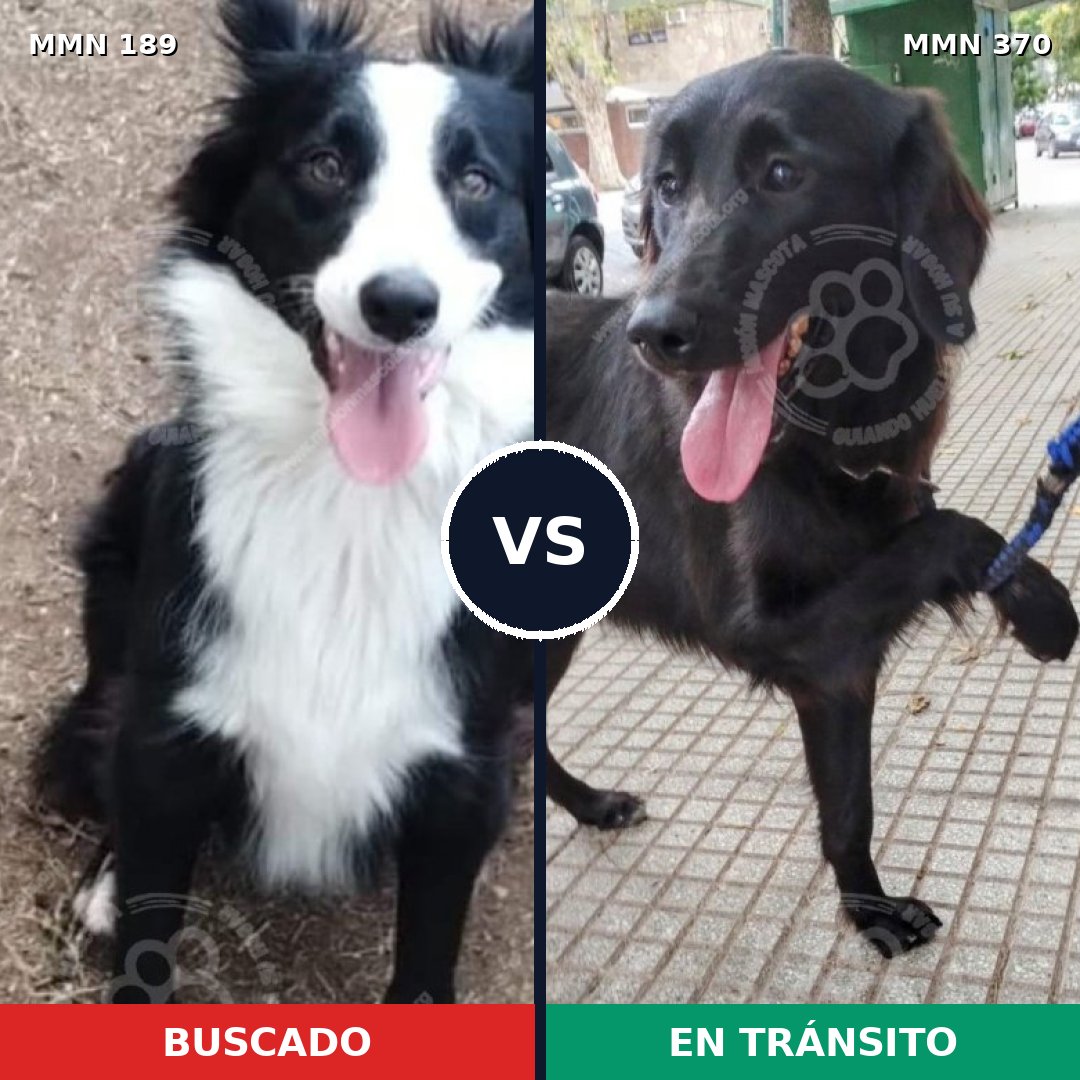 Comparativa MMS 4645: mascota perdida y mascota encontrada, 68% de similitud