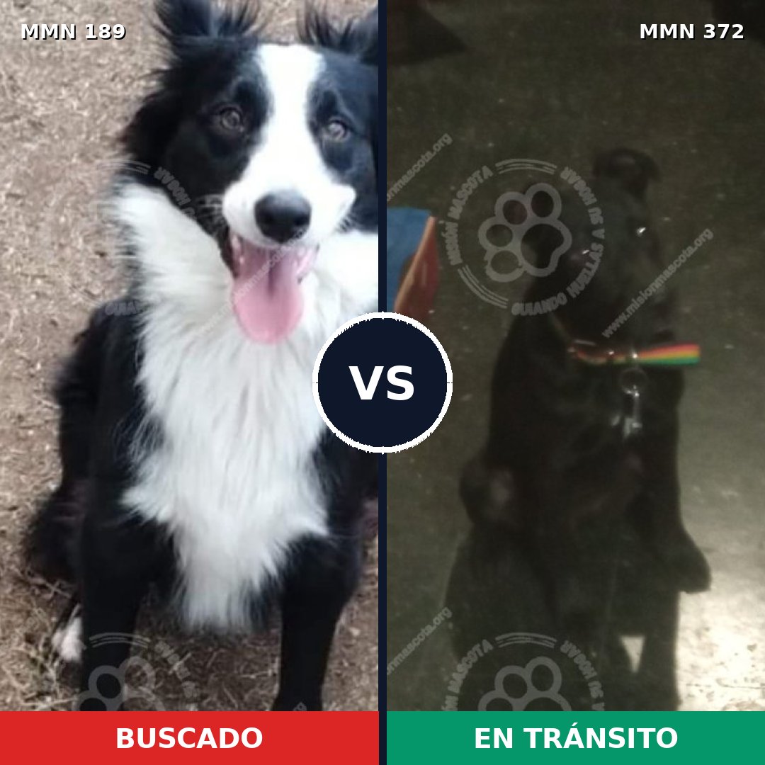 Comparativa MMS 4646: mascota perdida y mascota encontrada, 82% de similitud