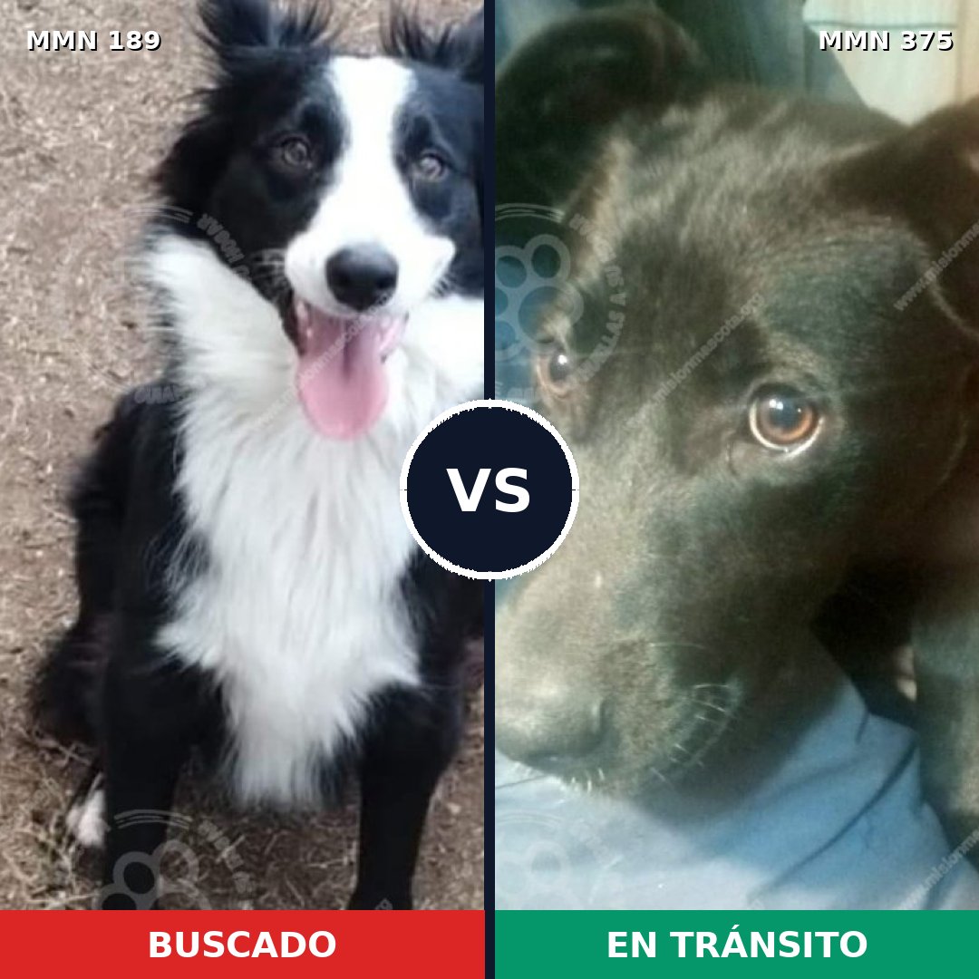 Comparativa MMS 4647: mascota perdida y mascota encontrada, 65% de similitud
