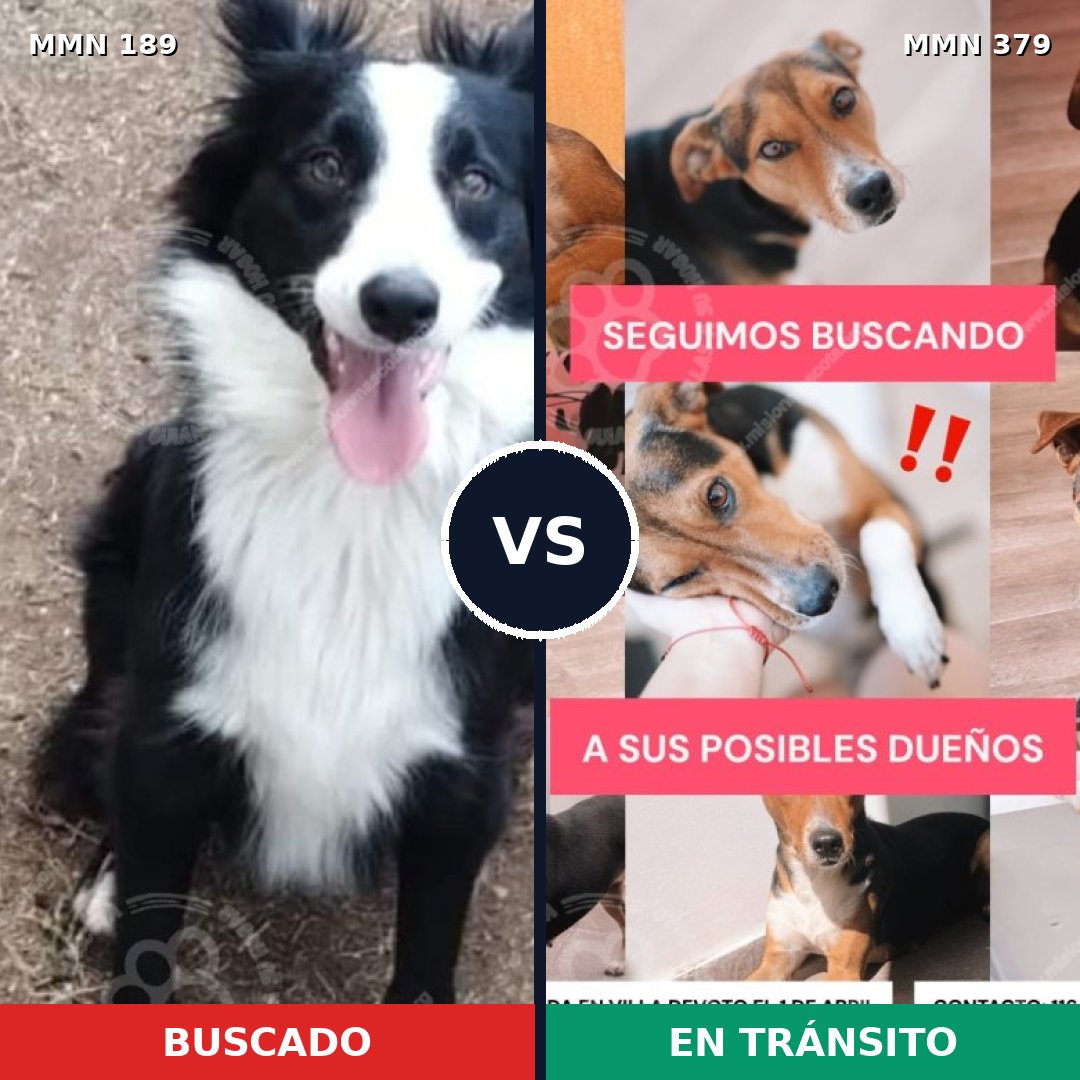 Comparativa MMS 4648: mascota perdida y mascota encontrada, 62% de similitud