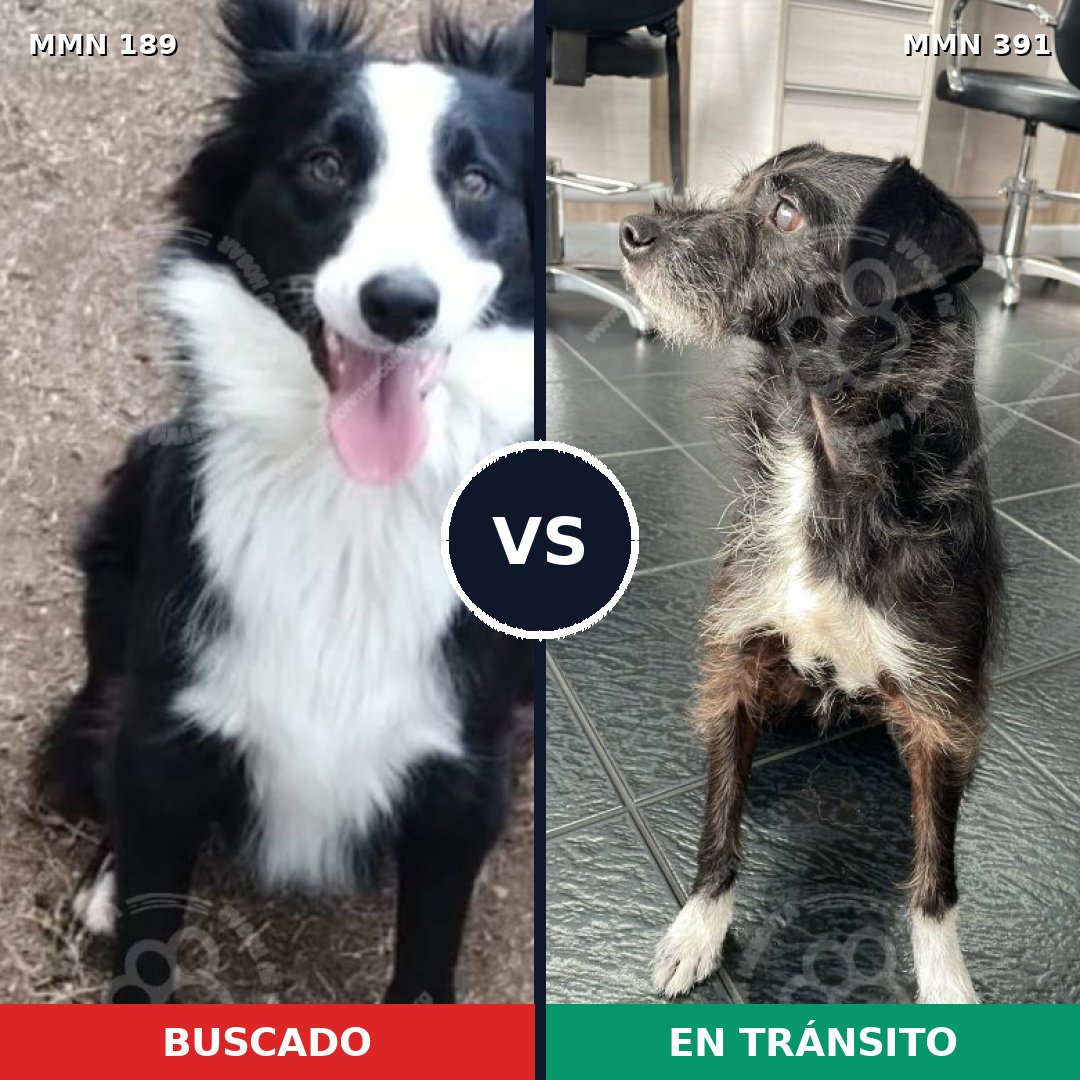 Comparativa MMS 4649: mascota perdida y mascota encontrada, 85% de similitud