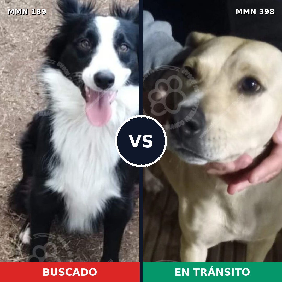 Comparativa MMS 4650: mascota perdida y mascota encontrada, 53% de similitud