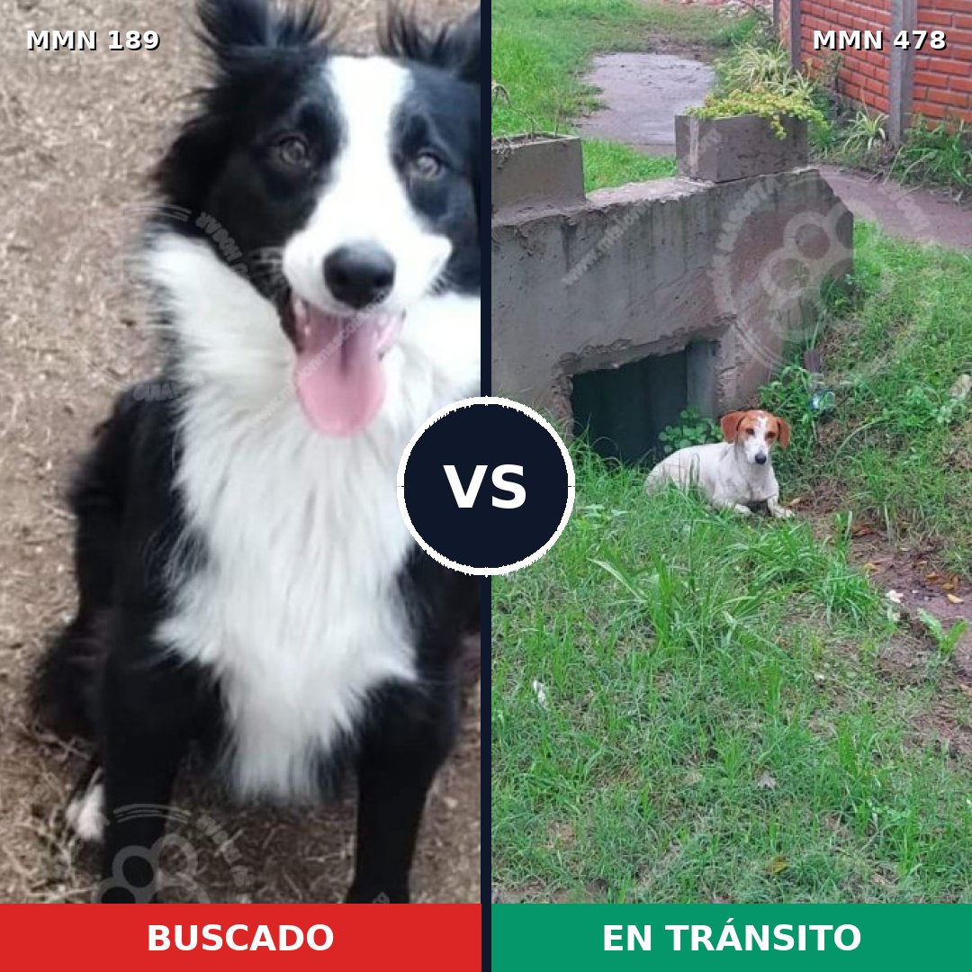 Comparativa MMS 4651: mascota perdida y mascota encontrada, 57% de similitud