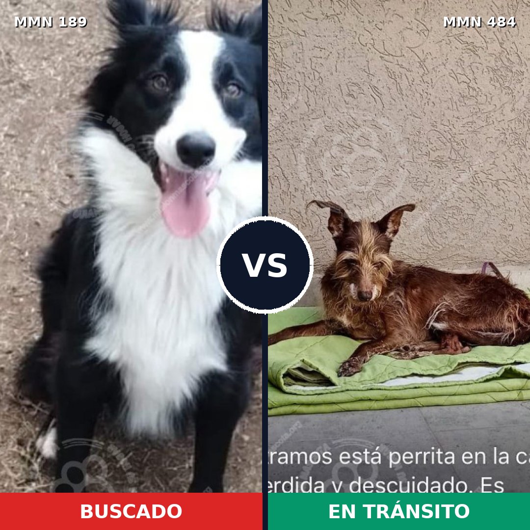 Comparativa MMS 4652: mascota perdida y mascota encontrada, 61% de similitud