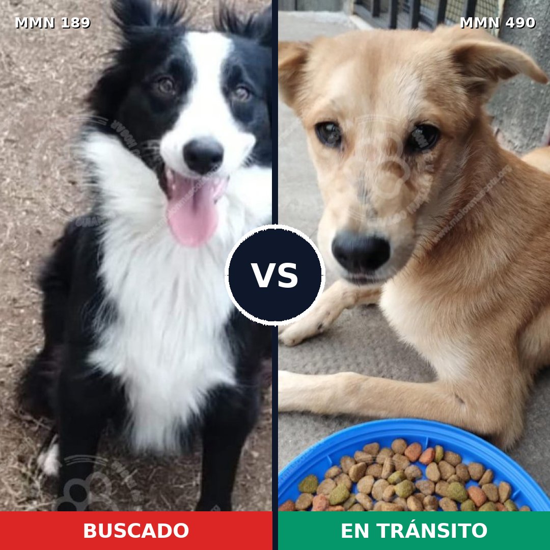 Comparativa MMS 4654: mascota perdida y mascota encontrada, 48% de similitud
