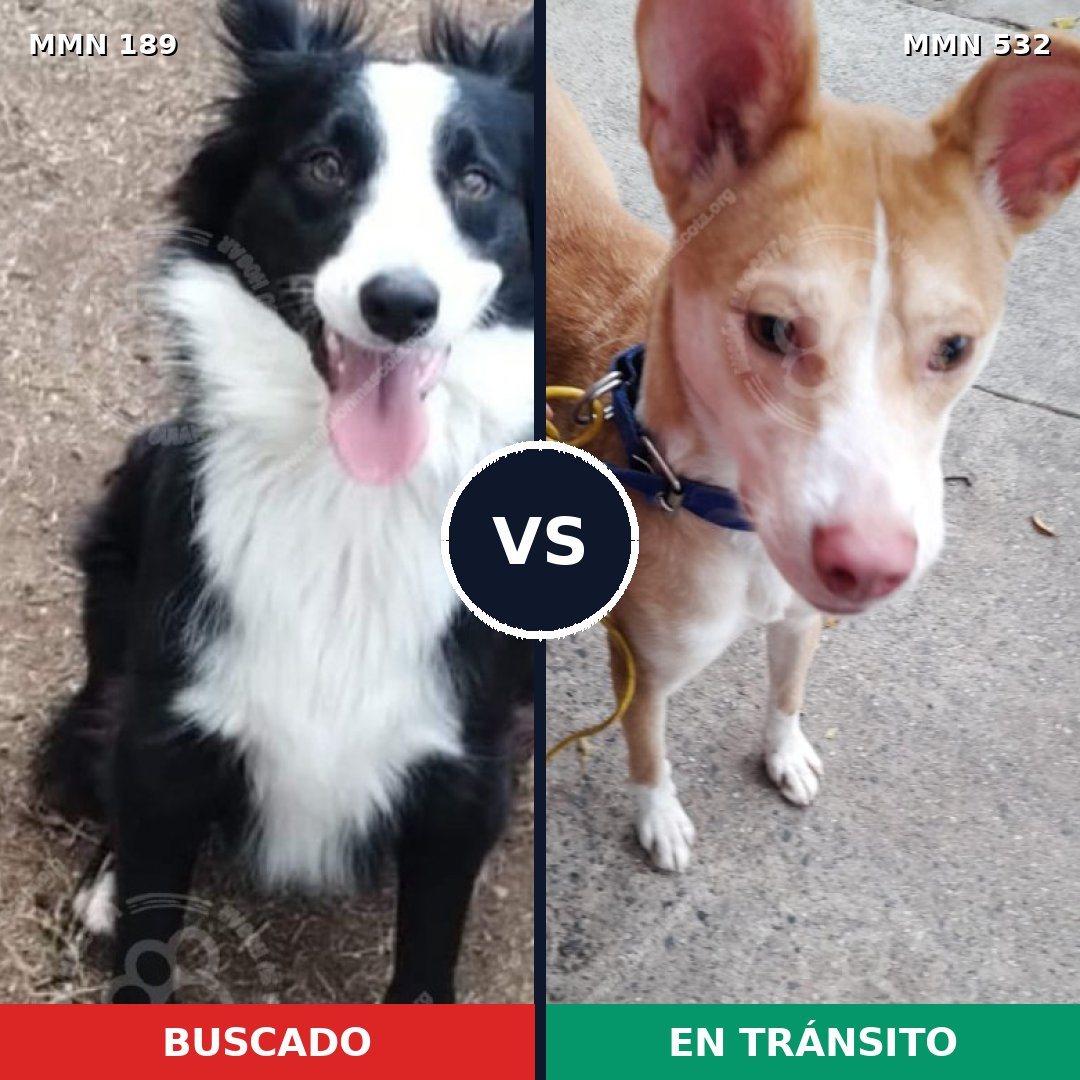 Comparativa MMS 4655: mascota perdida y mascota encontrada, 63% de similitud