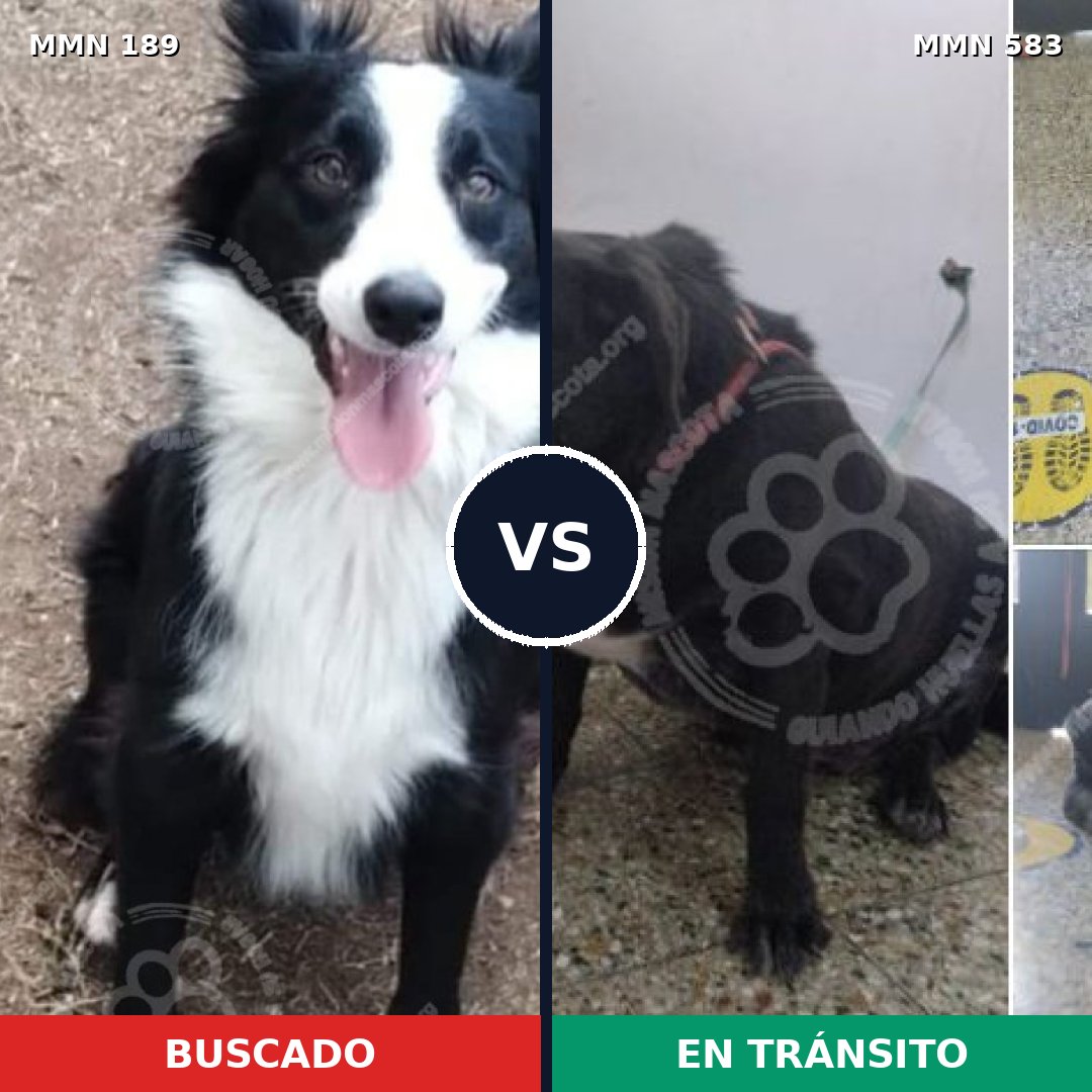 Comparativa MMS 4656: mascota perdida y mascota encontrada, 84% de similitud