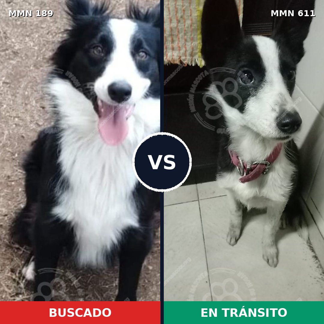 Comparativa MMS 4658: mascota perdida y mascota encontrada, 86% de similitud