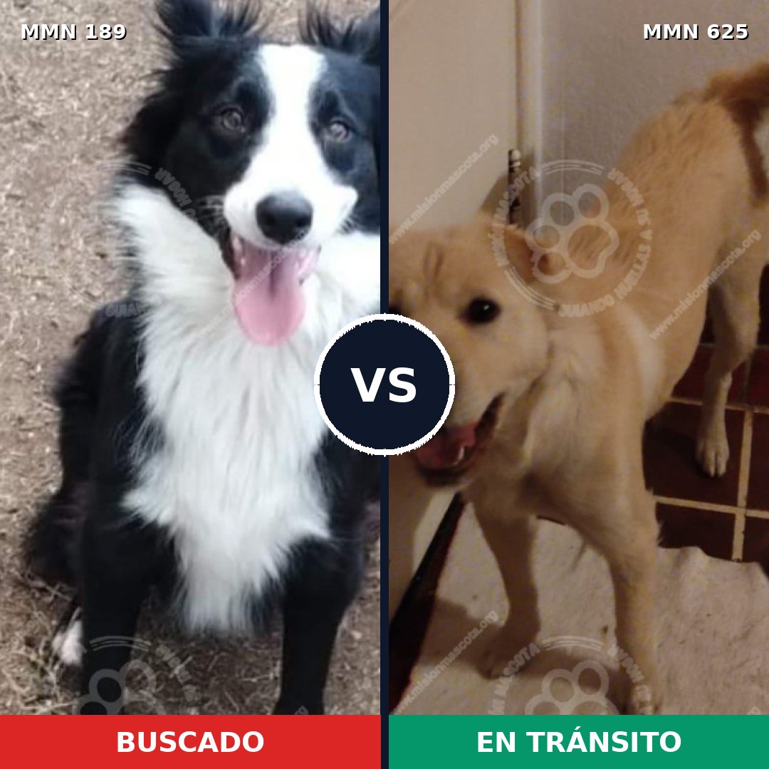 Comparativa MMS 4659: mascota perdida y mascota encontrada, 51% de similitud