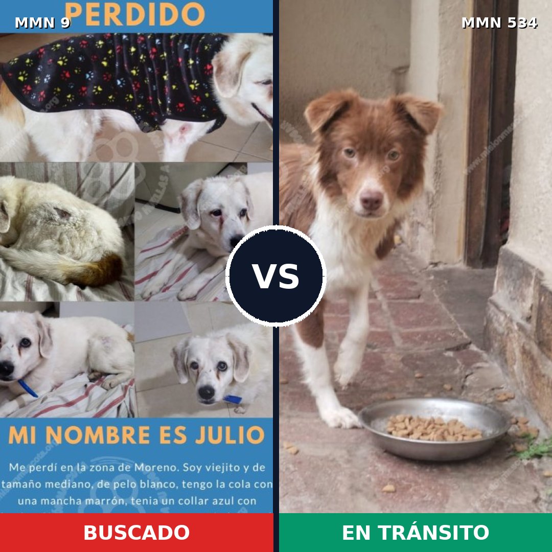 Comparativa MMS 466: mascota perdida y mascota encontrada, 78% de similitud