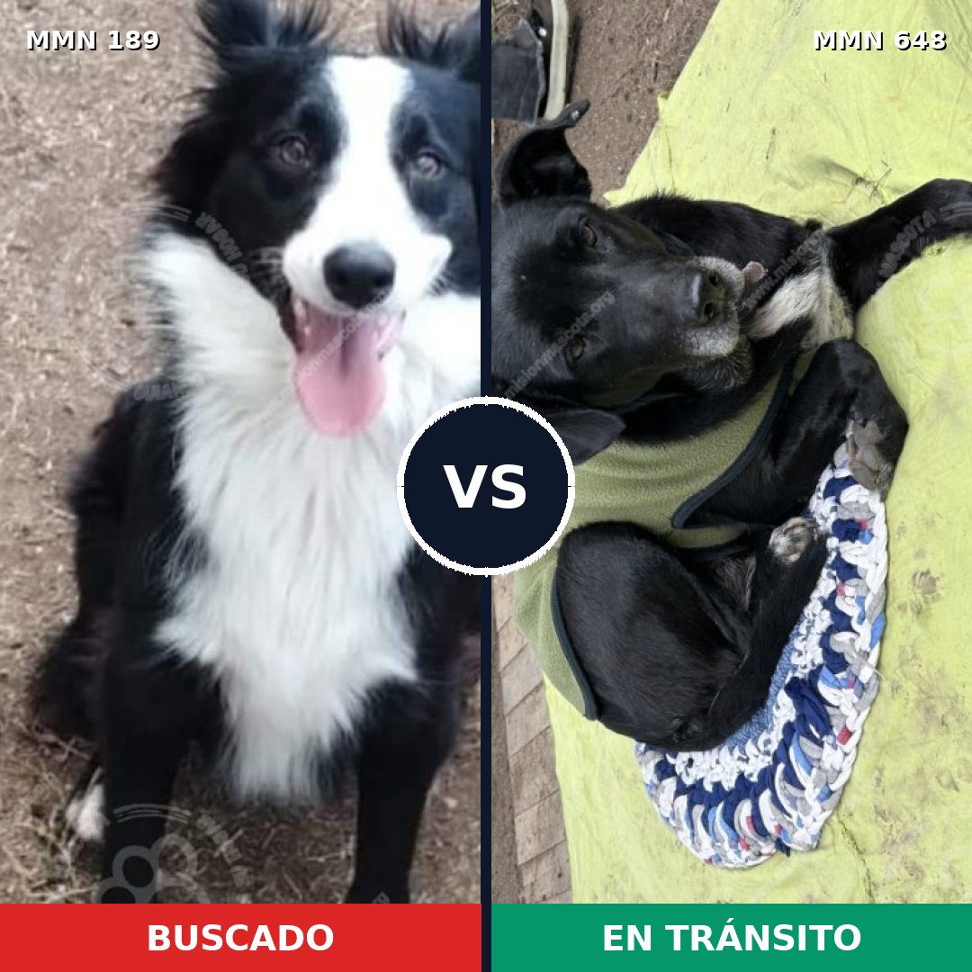 Comparativa MMS 4660: mascota perdida y mascota encontrada, 84% de similitud