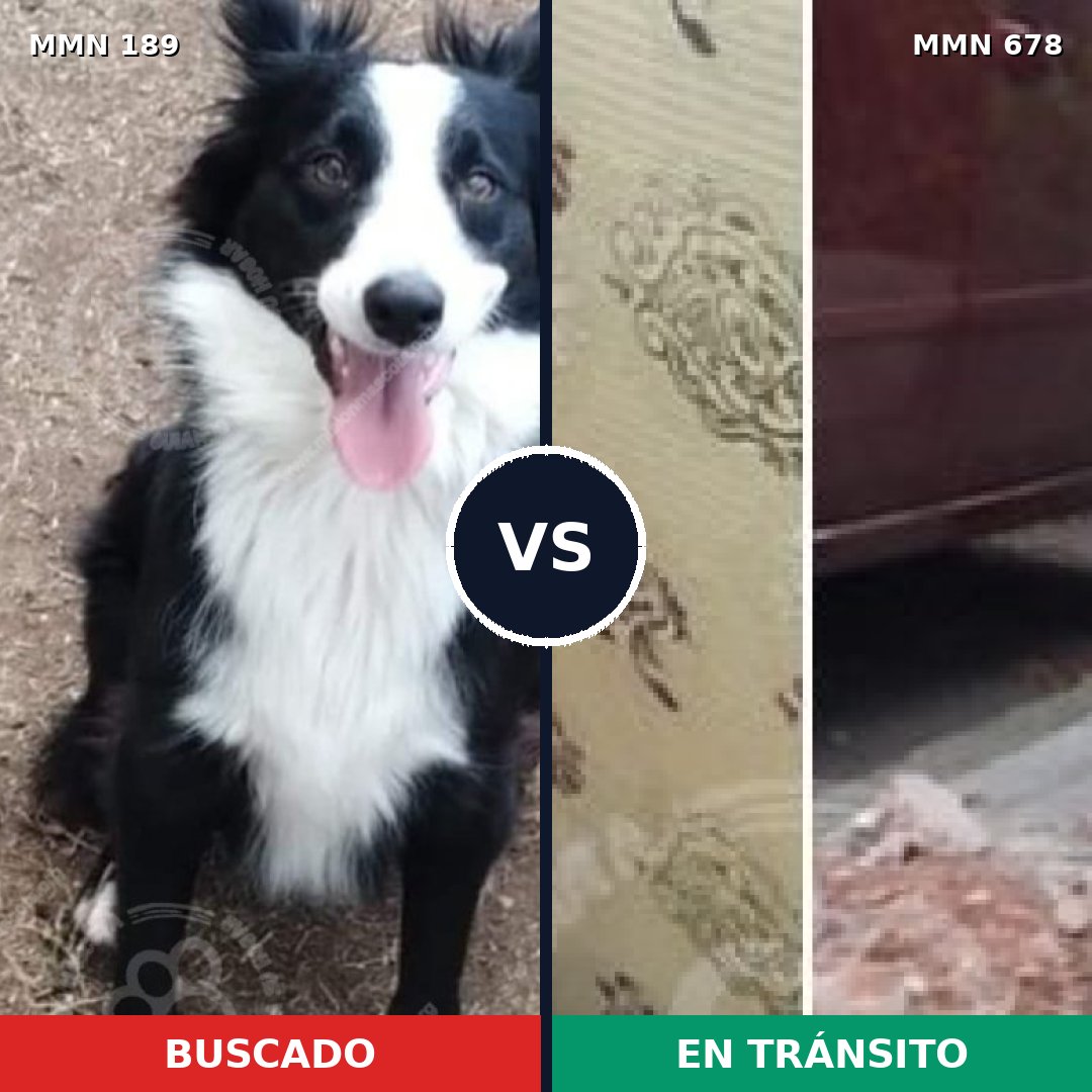 Comparativa MMS 4661: mascota perdida y mascota encontrada, 64% de similitud
