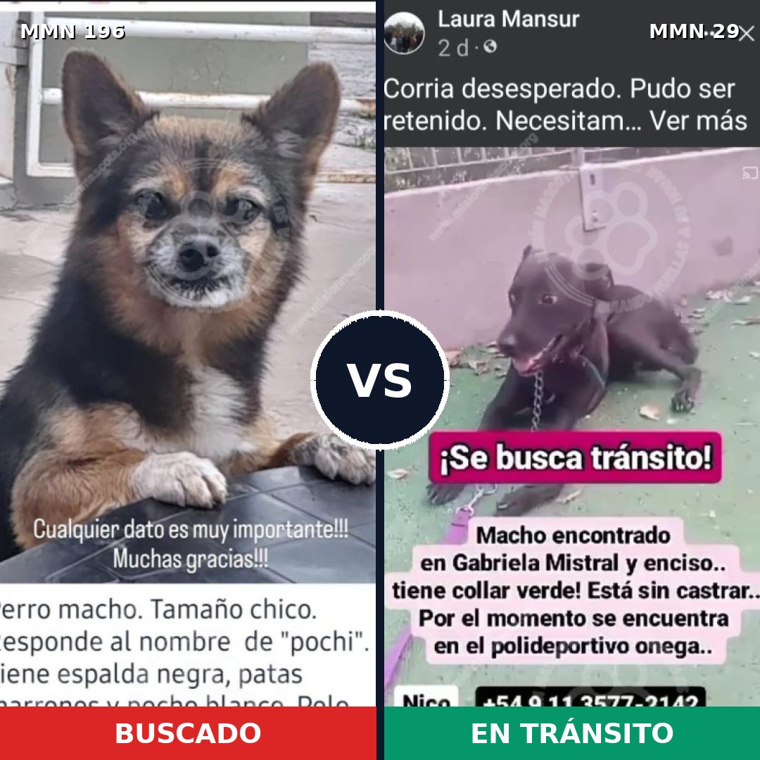 Comparativa MMS 4663: mascota perdida y mascota encontrada, 22% de similitud