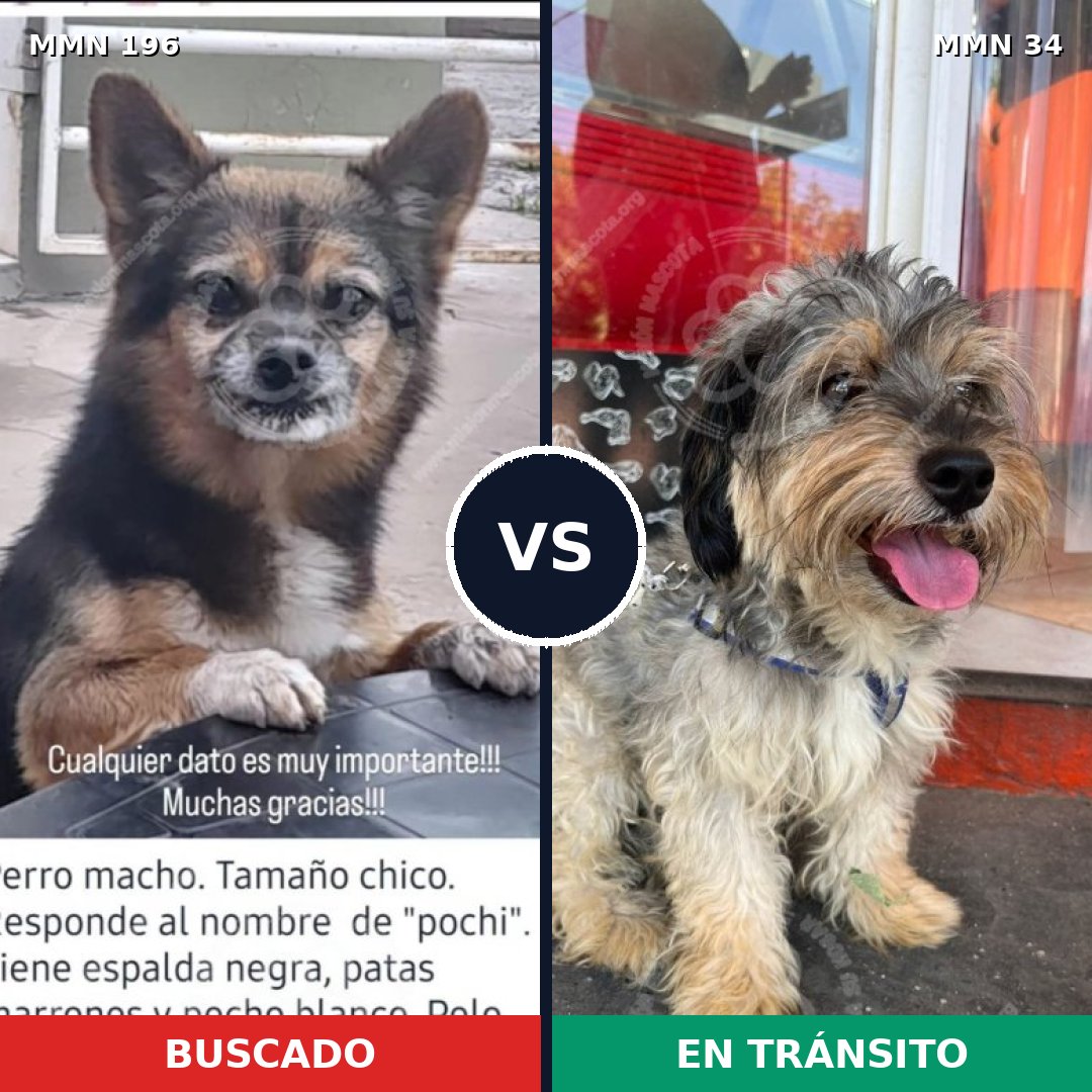 Comparativa MMS 4665: mascota perdida y mascota encontrada, 59% de similitud