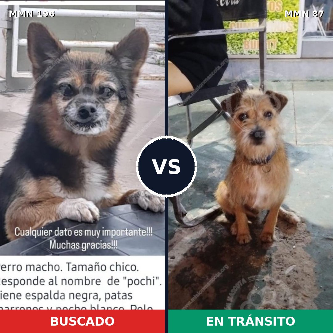 Comparativa MMS 4666: mascota perdida y mascota encontrada, 8% de similitud