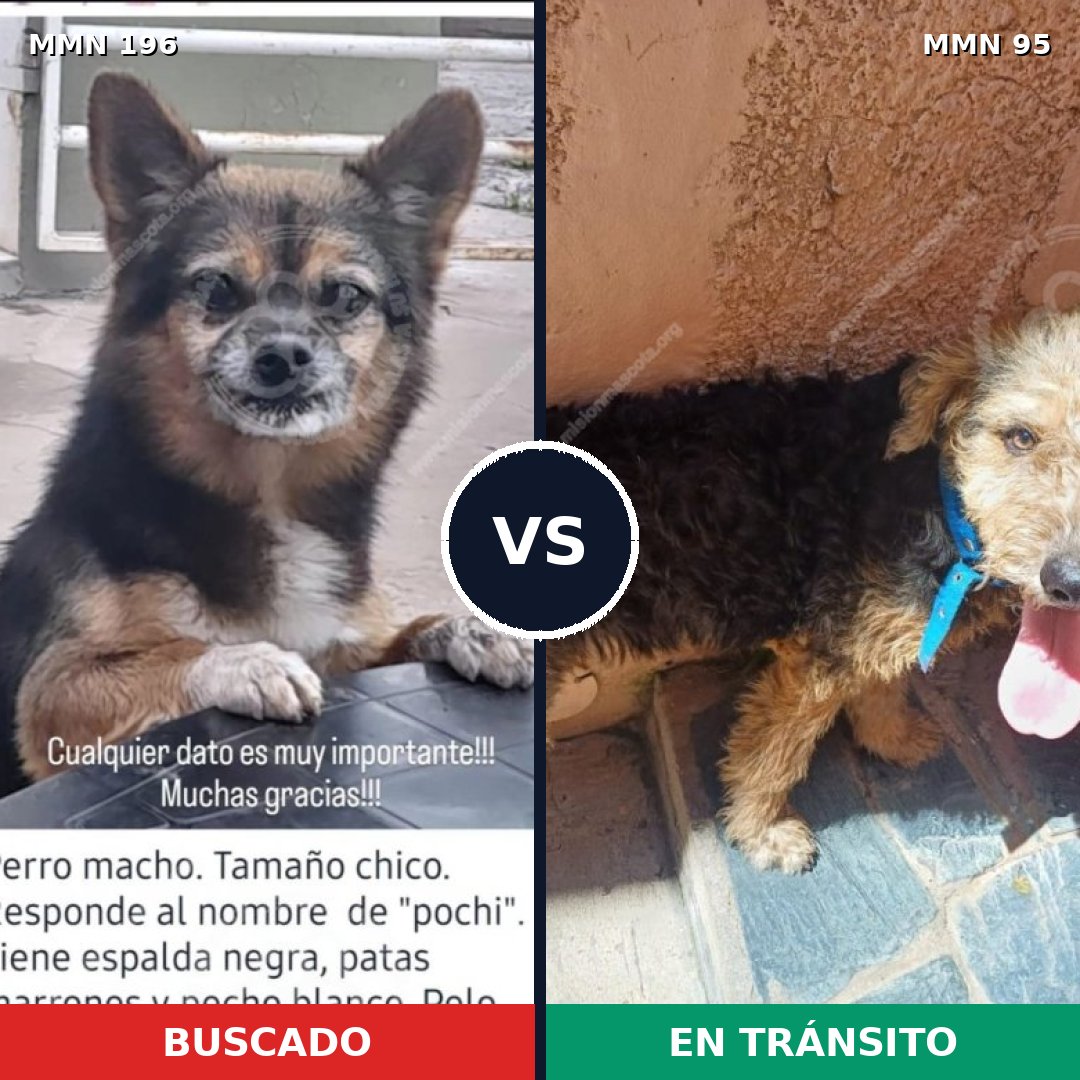 Comparativa MMS 4667: mascota perdida y mascota encontrada, 31% de similitud