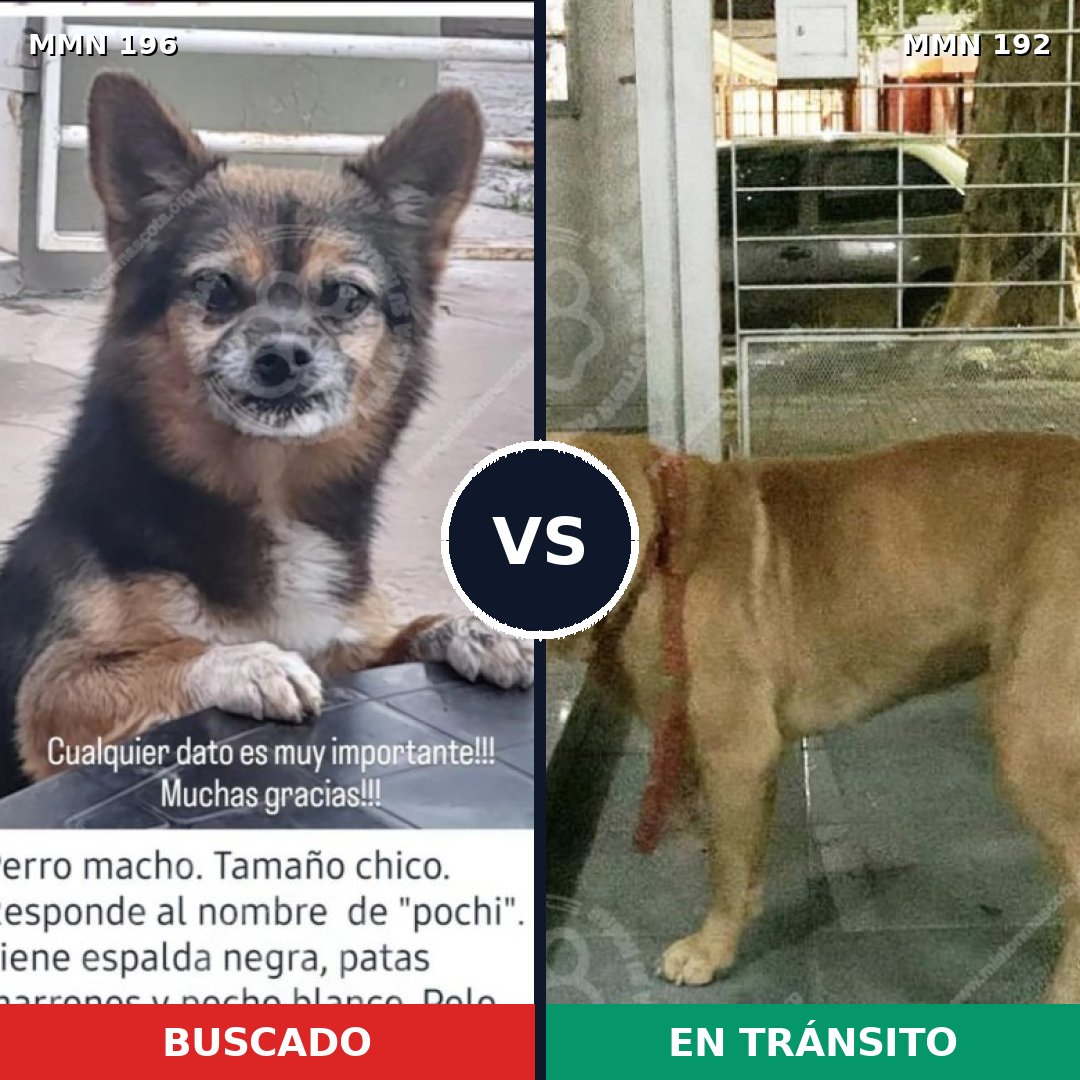 Comparativa MMS 4669: mascota perdida y mascota encontrada, 6% de similitud
