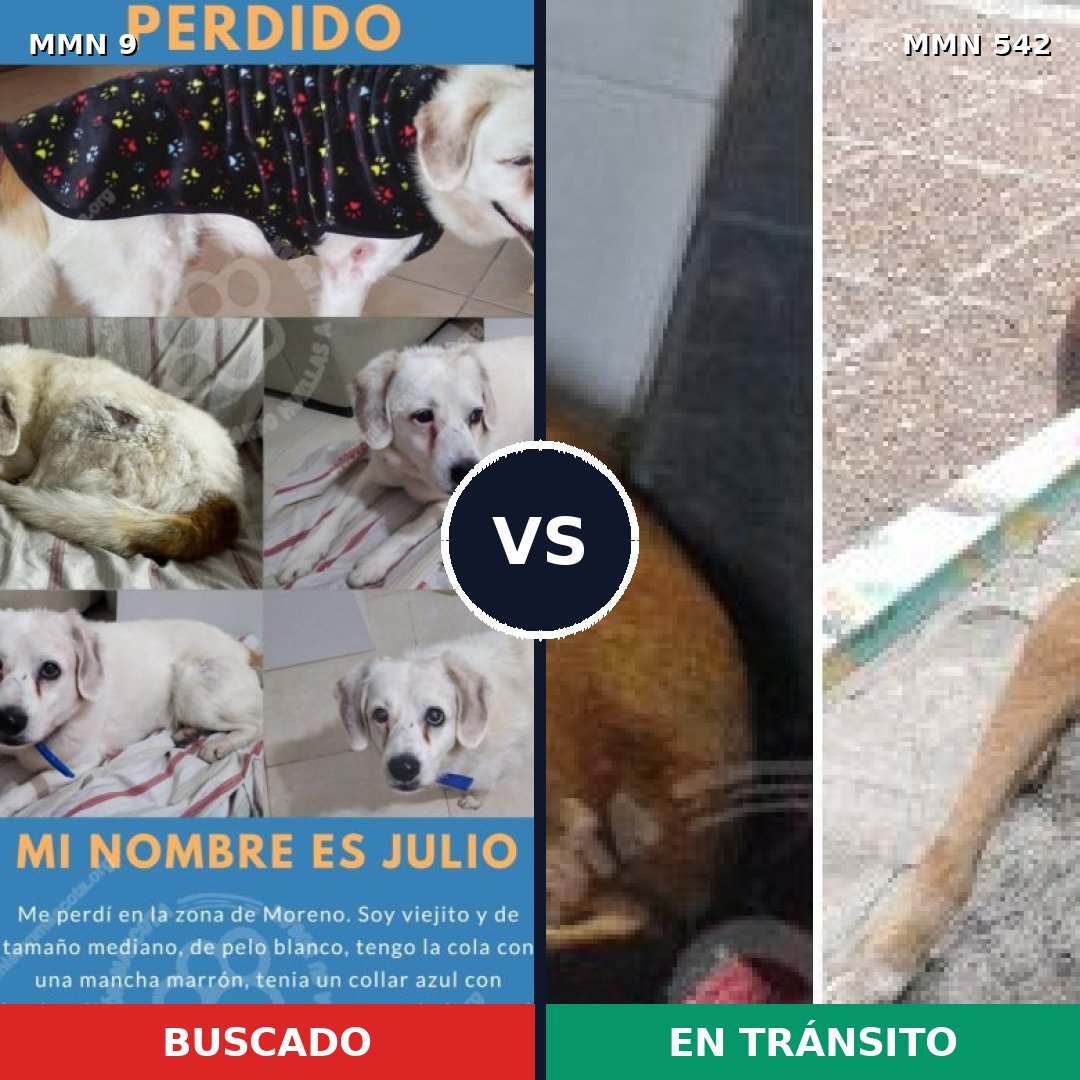 Comparativa MMS 467: mascota perdida y mascota encontrada, 65% de similitud