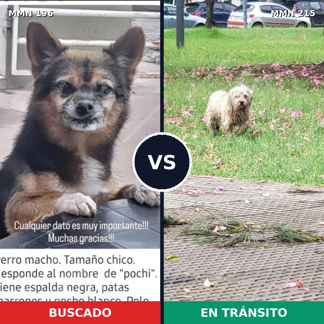 Comparativa MMS 4671: mascota perdida y mascota encontrada, 51% de similitud