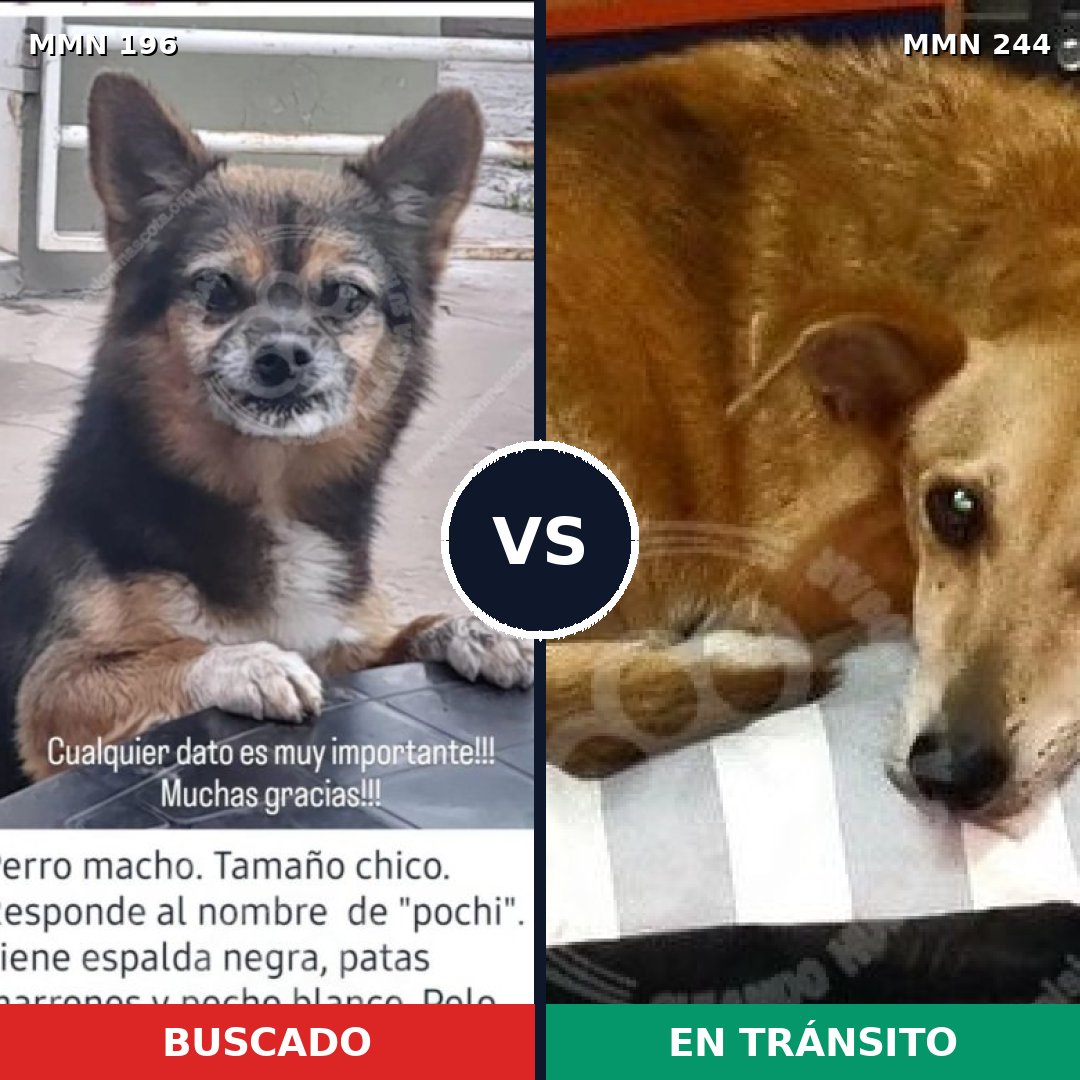 Comparativa MMS 4672: mascota perdida y mascota encontrada, 8% de similitud