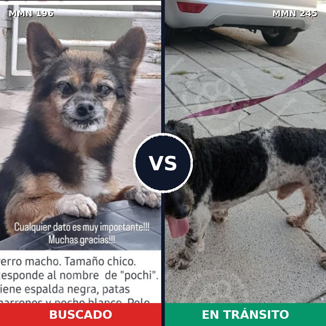 Comparativa MMS 4673: mascota perdida y mascota encontrada, 20% de similitud