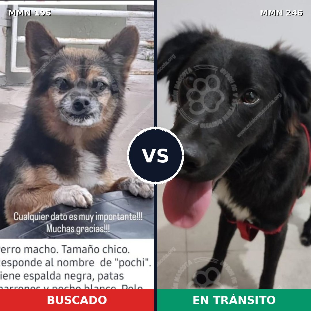 Comparativa MMS 4674: mascota perdida y mascota encontrada, 31% de similitud