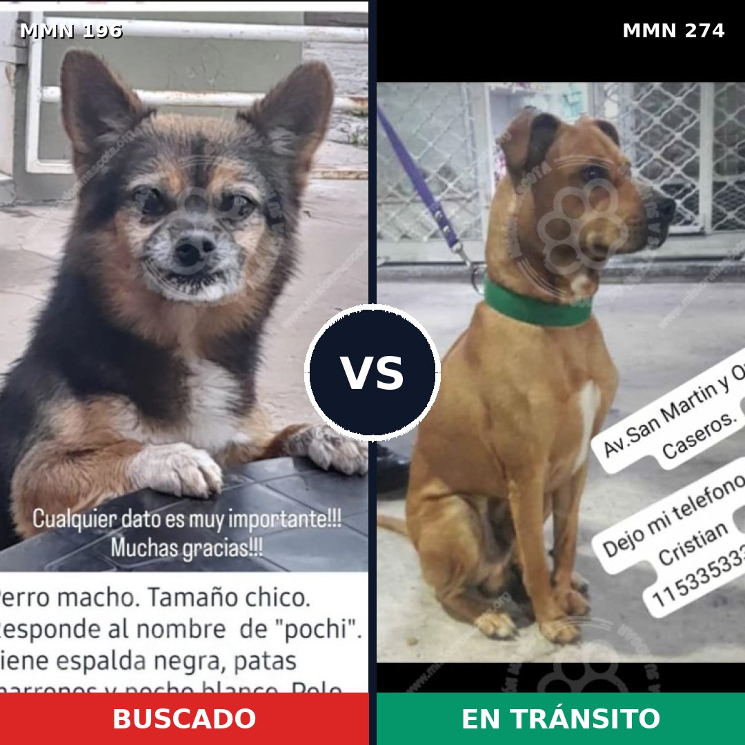 Comparativa MMS 4675: mascota perdida y mascota encontrada, 22% de similitud