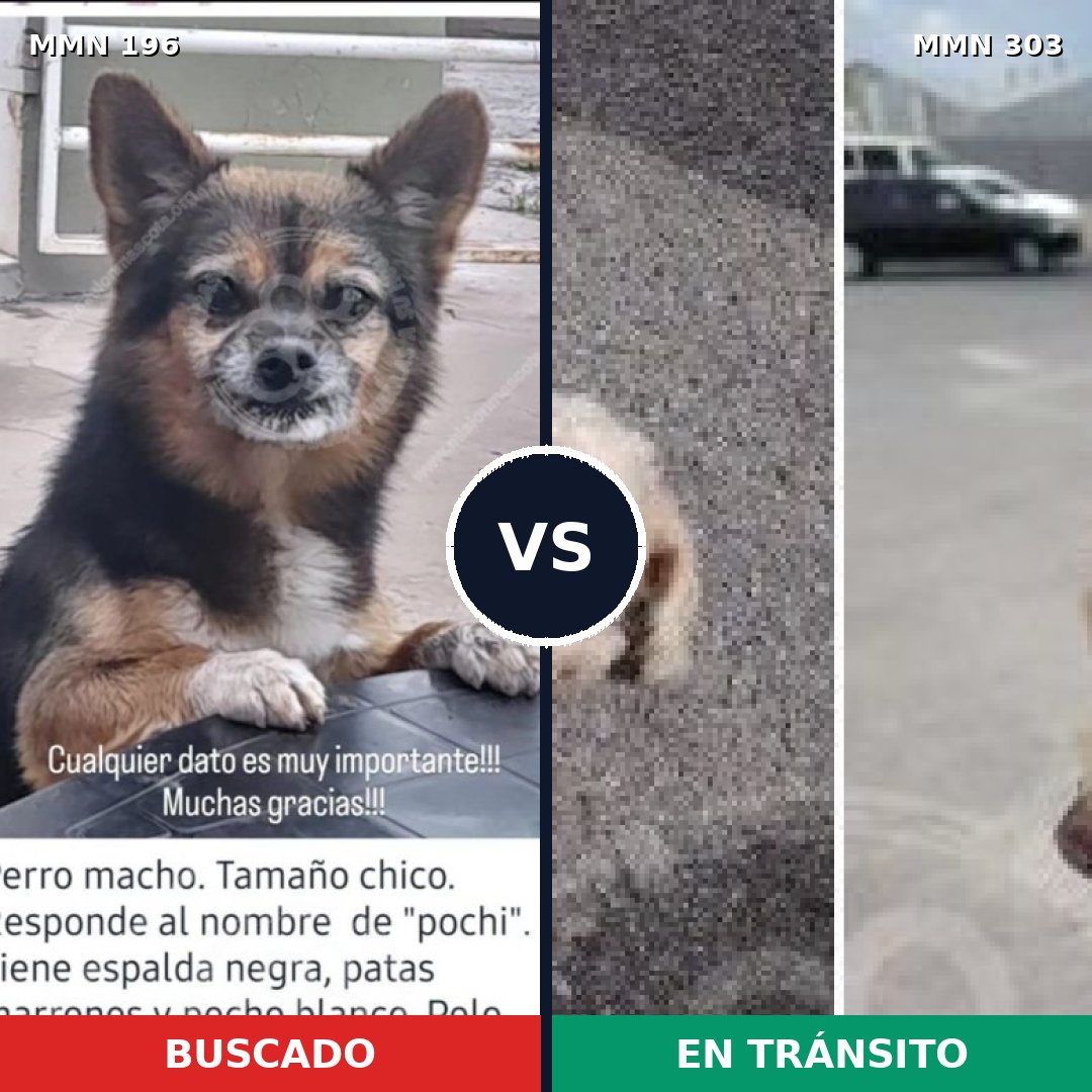Comparativa MMS 4676: mascota perdida y mascota encontrada, 54% de similitud