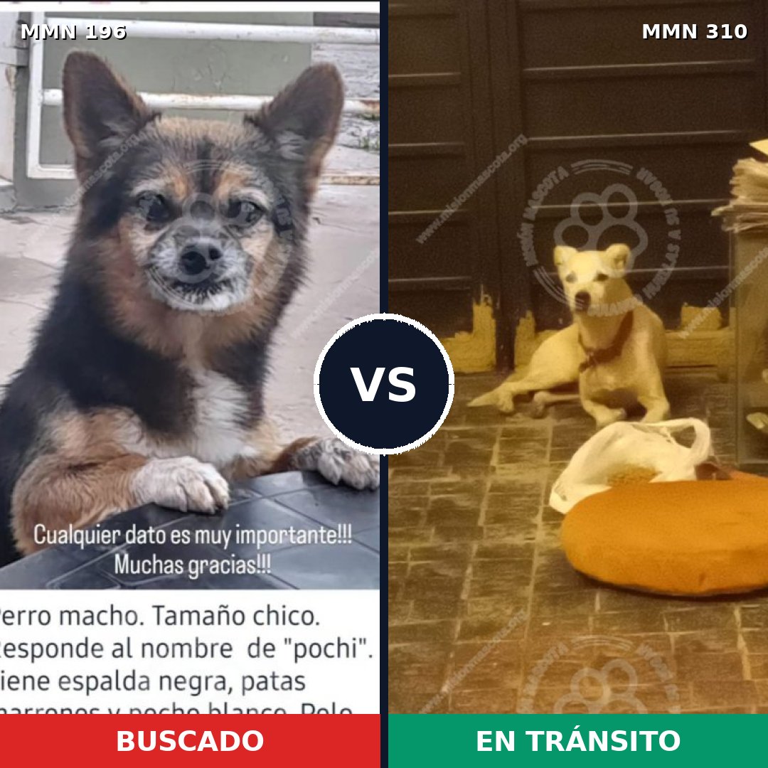 Comparativa MMS 4677: mascota perdida y mascota encontrada, 11% de similitud