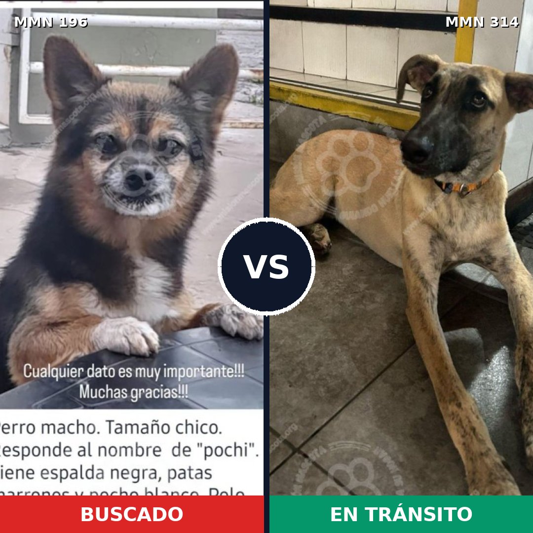 Comparativa MMS 4678: mascota perdida y mascota encontrada, 27% de similitud