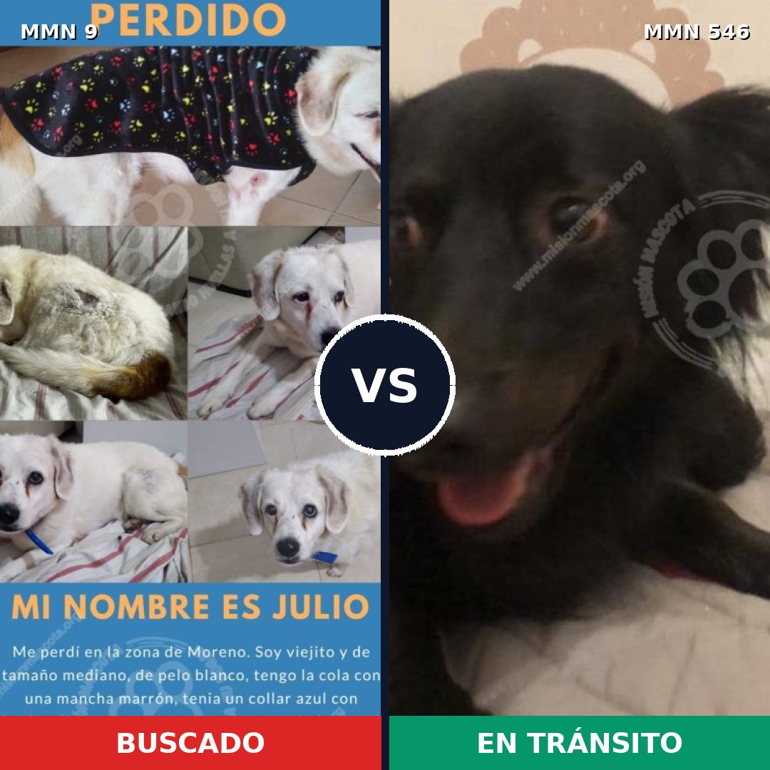 Comparativa MMS 468: mascota perdida y mascota encontrada, 64% de similitud