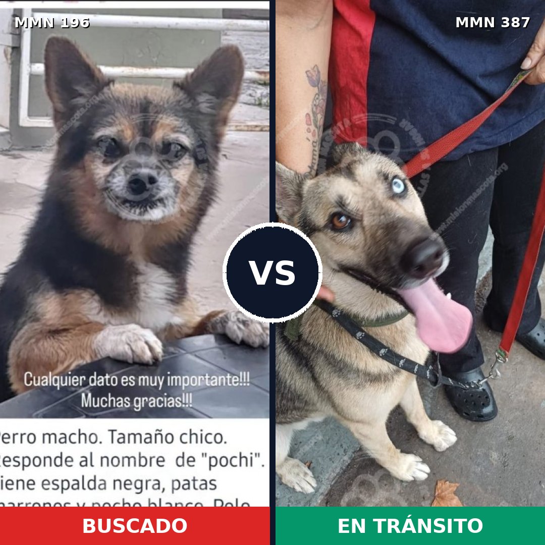 Comparativa MMS 4682: mascota perdida y mascota encontrada, 2% de similitud