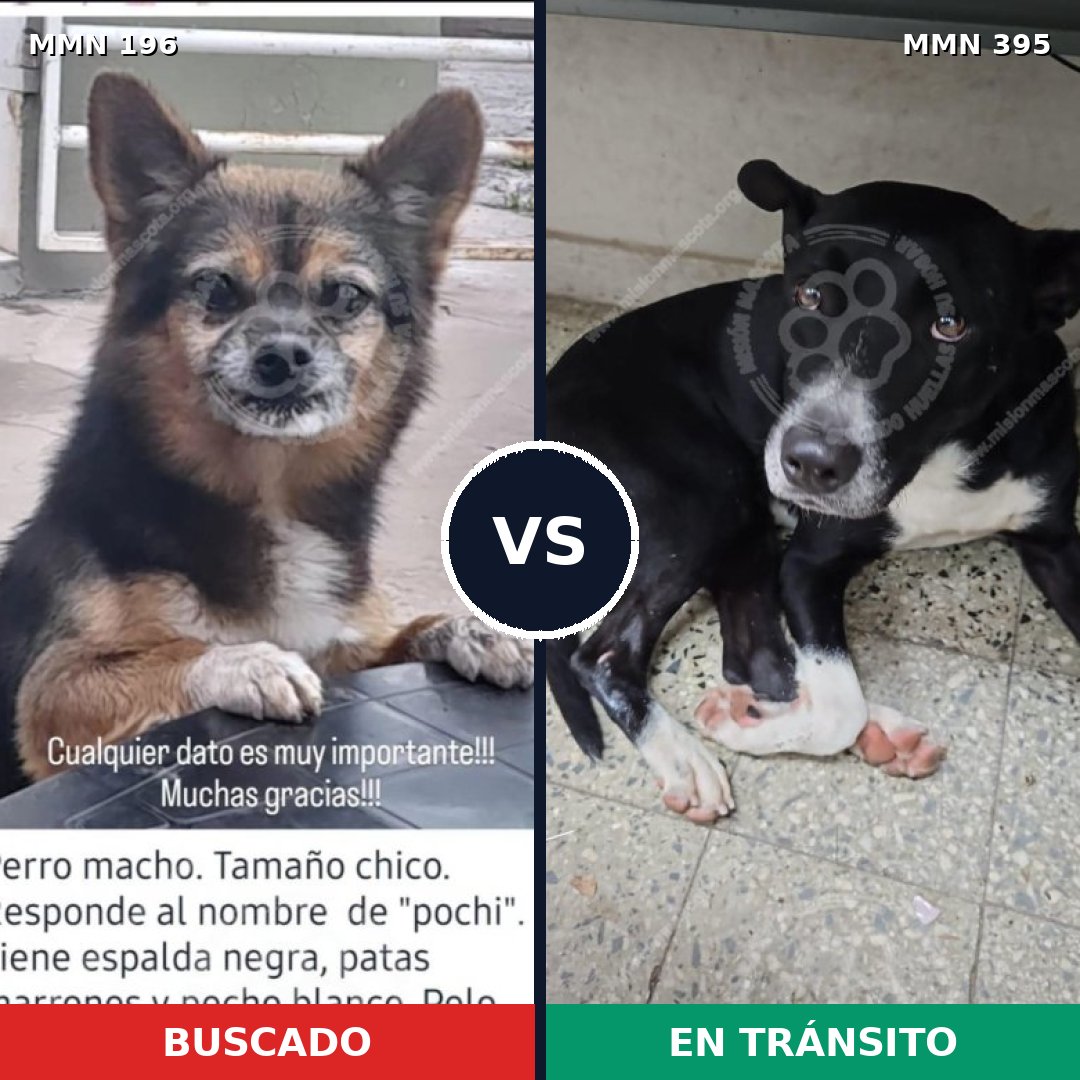 Comparativa MMS 4683: mascota perdida y mascota encontrada, 22% de similitud