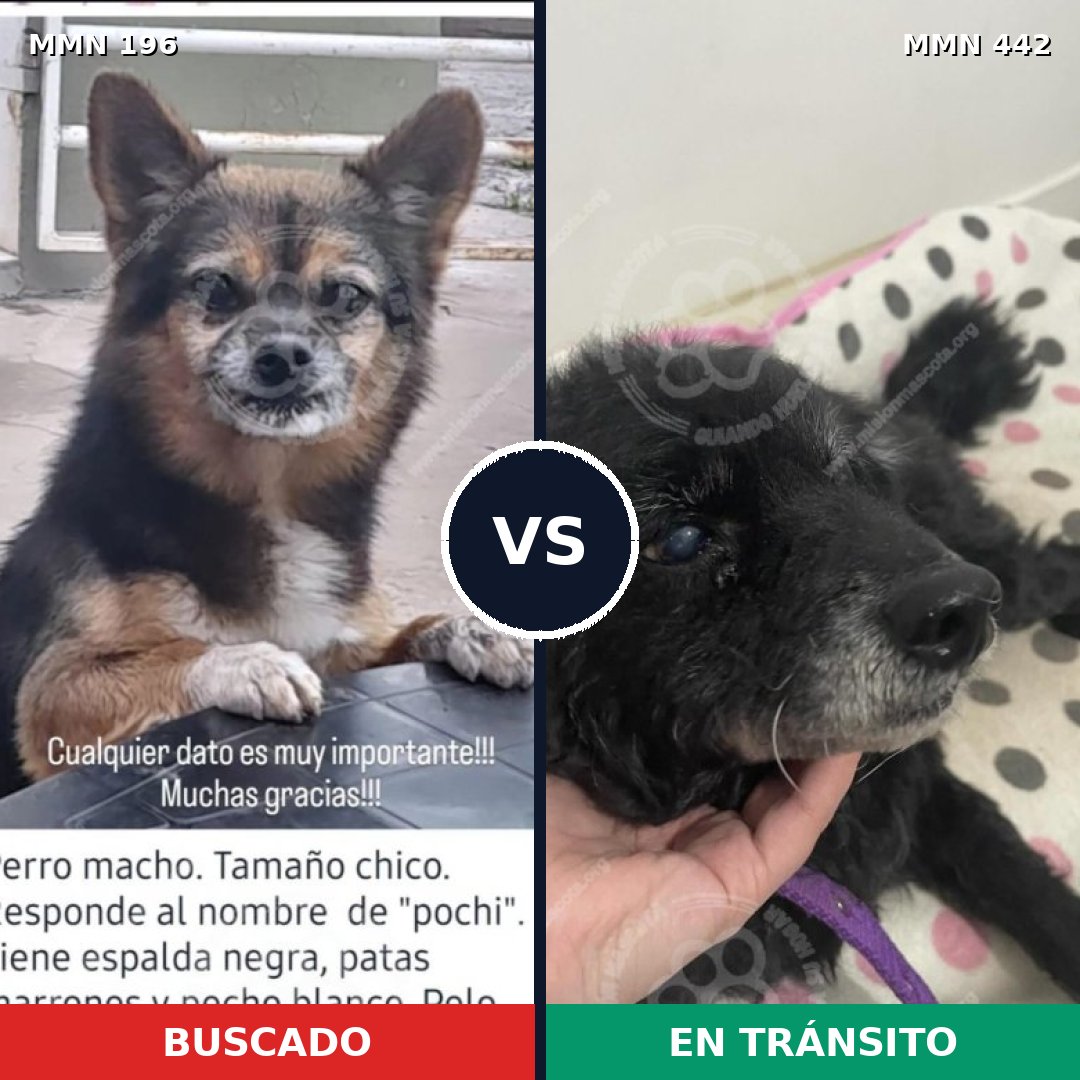 Comparativa MMS 4685: mascota perdida y mascota encontrada, 17% de similitud